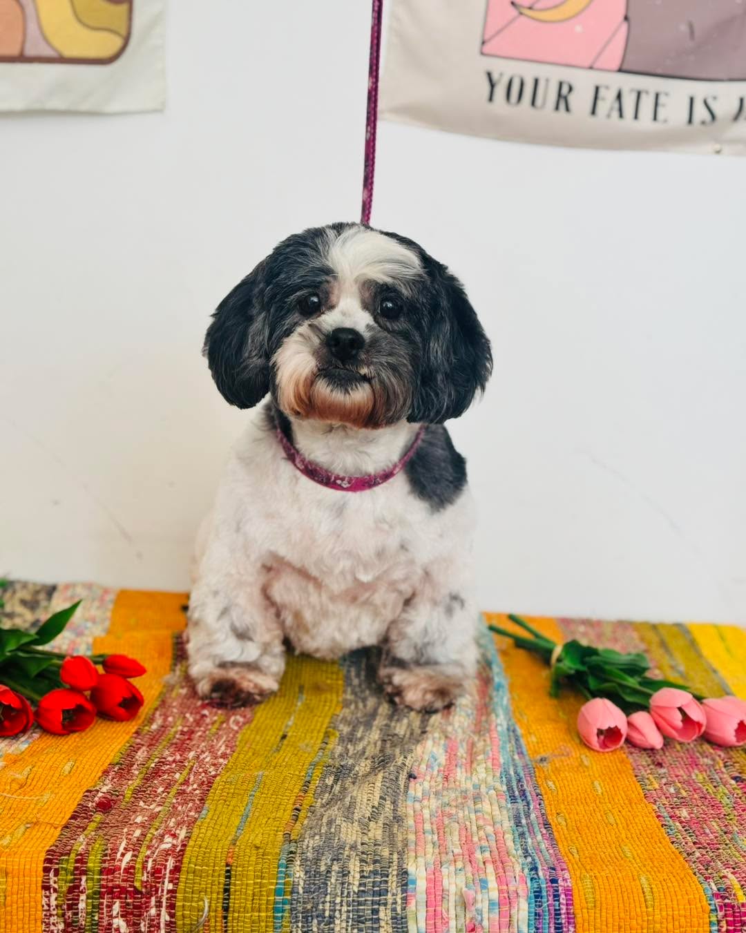 Little Betsy twinkle toes 🫶