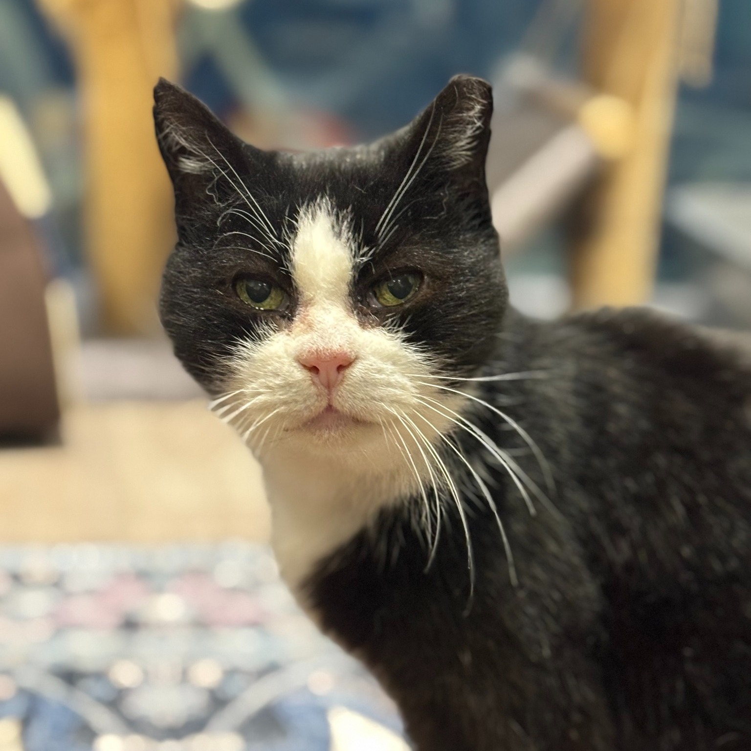 Woody - male / 11 years old
Introducing Woody - a sweet old soul looking for a place to call home as he retires.
Putting the hype in hypertension and the art in arthritis, Woody is a gentle little man with a big heart.
Since being fostered 5 months ago, he has slowly accepted human love again and has never lashed out despite initially being very shy. He is now dangerously addicted to getting his head scratched and despite spending most of his days curled up in his little bed with his toy fish, he loves to come out and get his fix multiple times a day.
Hard of hearing, questionable eyesight and with stylish bow legs, Woody is definitely suited to a slower paced lifestyle. You won’t need to worry about him getting to anything dangerous or precious as long it’s higher than a coffee table and he’s too small and slow to knock anything over.
Woody will need a calm and quiet home, free from children and other animals so he can enjoy his retirement in a loving home.
He dutifully takes a tablet every day for his high blood pressure (too many kebabs and pints in his younger days we think) and an injection every month for his arthritis but other than that he’s about as low maintenance as a cat can be. In return for helping him with this, you'll get the love of a little old man cat who looks and feels like a well loved childhood toy.
---
📄 For more information about adoptions please head to our website. Be sure to read our resources and FAQs while you’re there!
🙏 Please consider donating via our fundraiser posts or the link in our bio. PayPal Giving Fund has no commission or payment fees. ALL donations go towards vet bills.
💊 Please be aware that some kitties may have pre-existing medical conditions that require a more expensive insurance policy. Ages are usually estimated.