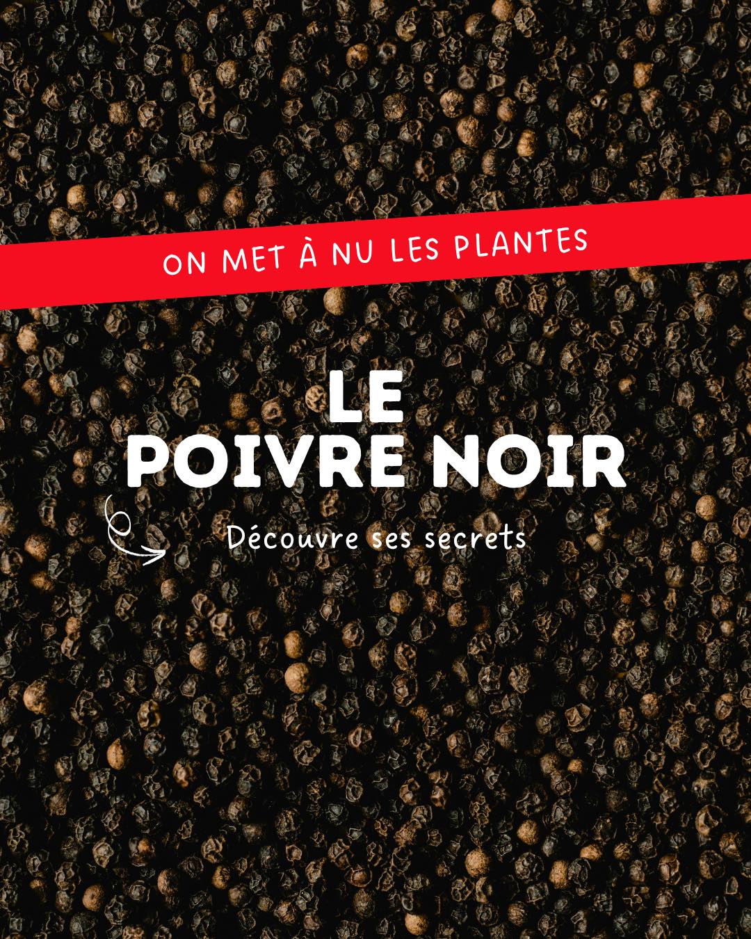 🔎 Le poivre, tu connais ?
Le poivre noir provient des baies séchées du Piper nigrum, une plante originaire d’Inde. 🇮🇳
Connu pour son goût chaud et légèrement piquant, il est utilisé depuis des siècles dans la cuisine… mais aussi dans les infusions.
Le poivre noir est apprécié pour ses propriétés stimulantes et digestives et apporte du caractère aux mélanges. 🔥