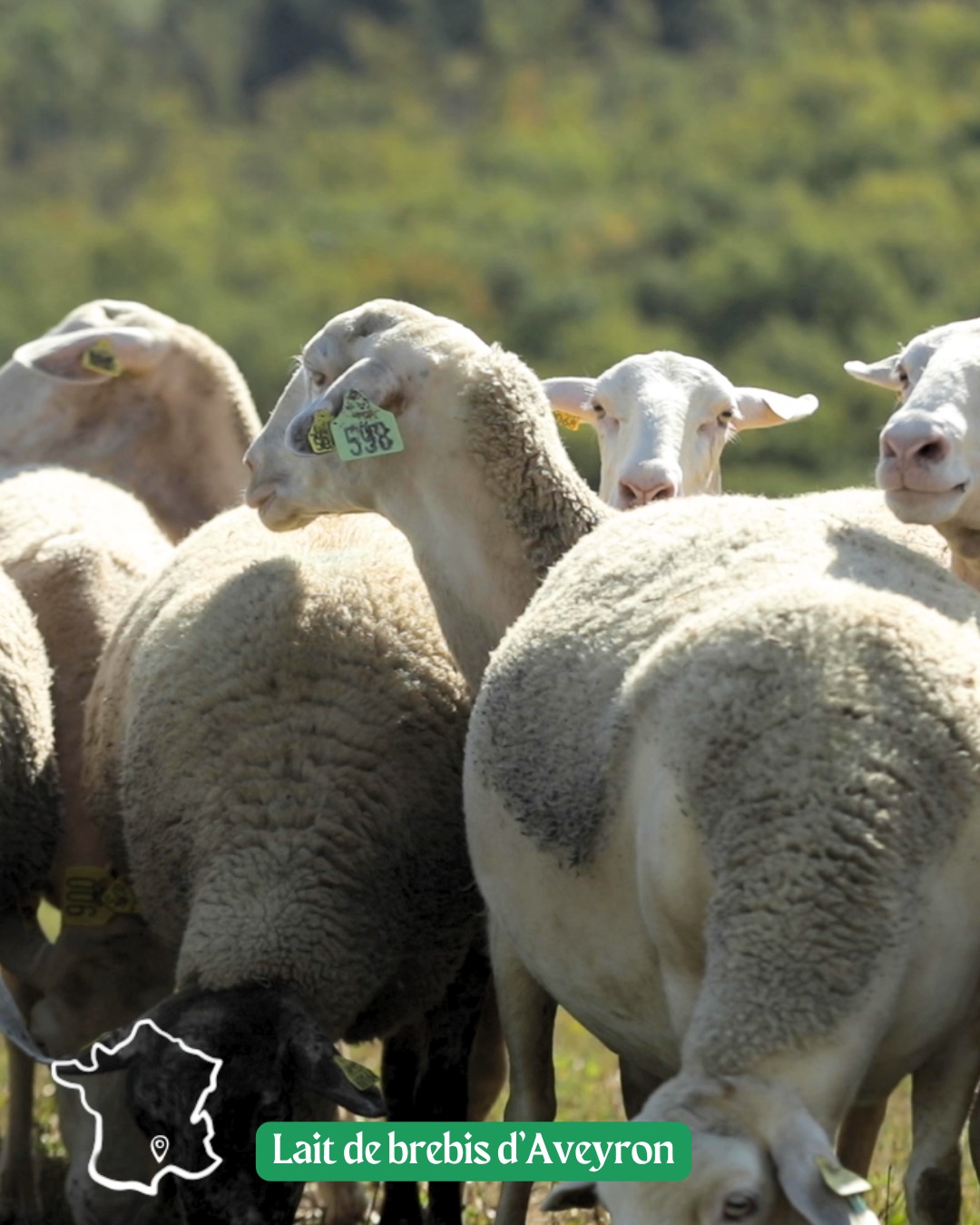🐑 Un lait de brebis bio qui a du sens
Chez Biochamps, nous travaillons avec la coopérative Aveyron Brebis Bio, engagée depuis 2001.
Derrière chaque litre, il y a des éleveurs investis, un savoir-faire reconnu et une vision commune : produire mieux, dans le respect du vivant 🌿
Le choix d'une filière qui garantit un lait de qualité et une juste valorisation du travail des producteurs 🧑🏻🌾
#biochampslaiterie #laiterieartisanale #aveyronbrebisbio #laitdebrebis #aveyron #biodepuis1982 #artisanslaitiers #producteurs #filièreéquitable