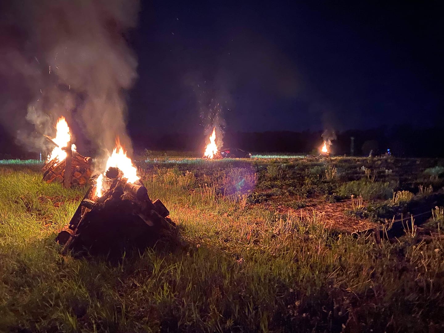 Jeudi confession 😇
En 2021, notre récolte de fraises a été anéantie par le gel.
Pas “un peu abîmée”… pas “moins bonne”…
anéantie.
En une seule nuit, tout a basculé.
Les fleurs ont gelé… et sans fleurs, il n’y a pas de fraises.
Des semaines de travail.
Des mois de préparation.
Des revenus qu’on comptait avoir…
Tout parti.
Pis le pire là-dedans ?
Le lendemain matin, le soleil se lève comme si de rien était.
Mais pour nous, la saison venait de prendre un solide coup.
On ne contrôle pas la météo.
On fait tout ce qu’on peut… mais des fois, ça ne suffit pas.
C’est aussi ça, être maraîcher.
👉 Derrière chaque casseau de fraises, y’a une part de risque que vous ne voyez pas.
Pis malgré tout…
On replante.
On recommence.
On espère.
Parce qu’au final, quand ça marche…
ça goûte encore meilleur ❤️
La photo avec les feux faisait partie de nos solutions extrêmes. Après 2 jours à irriguer la nuit, notre étang d'irrigation était totalement vide. Irriguer les fraisiers par aspersion pendant les nuits de gel sert à protéger les fleurs et les jeunes fruits contre les températures sous le point de congélation. En gelant, l'eau pulvérisée libère de la chaleur latente qui maintient la température de la plante empêchant les tissus végétaux de geler à des températures inférieures, ce qui sauverait la récolte...
Les feux produisent de la fumée qui forme une couche dans l’air et limite la perte de chaleur vers le ciel.
Cette année-là, le gel a été trop intense et les feux n'ont pas suffi.
Je me rappelle qu’on avait même repaillé tout le champ pour mettre toutes les chances de notre côté.