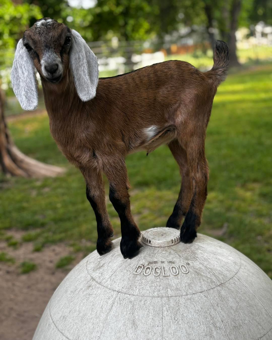 Palo Cedro CA Available registered mini Nubian doeling. Yearly clean health tested herd. Dam:J3 Farm GG Cumin(Willoughby Croft MW Gorgeous George *B
X Soaring hearts Allium *P Sire:Soaring Hearts Lavender Soul *B(Soaring Hearts Marvin Gaye +*B X Soaring Hearts Lavender Blue 3*P) https://www.frogfarms.net/available-goats1