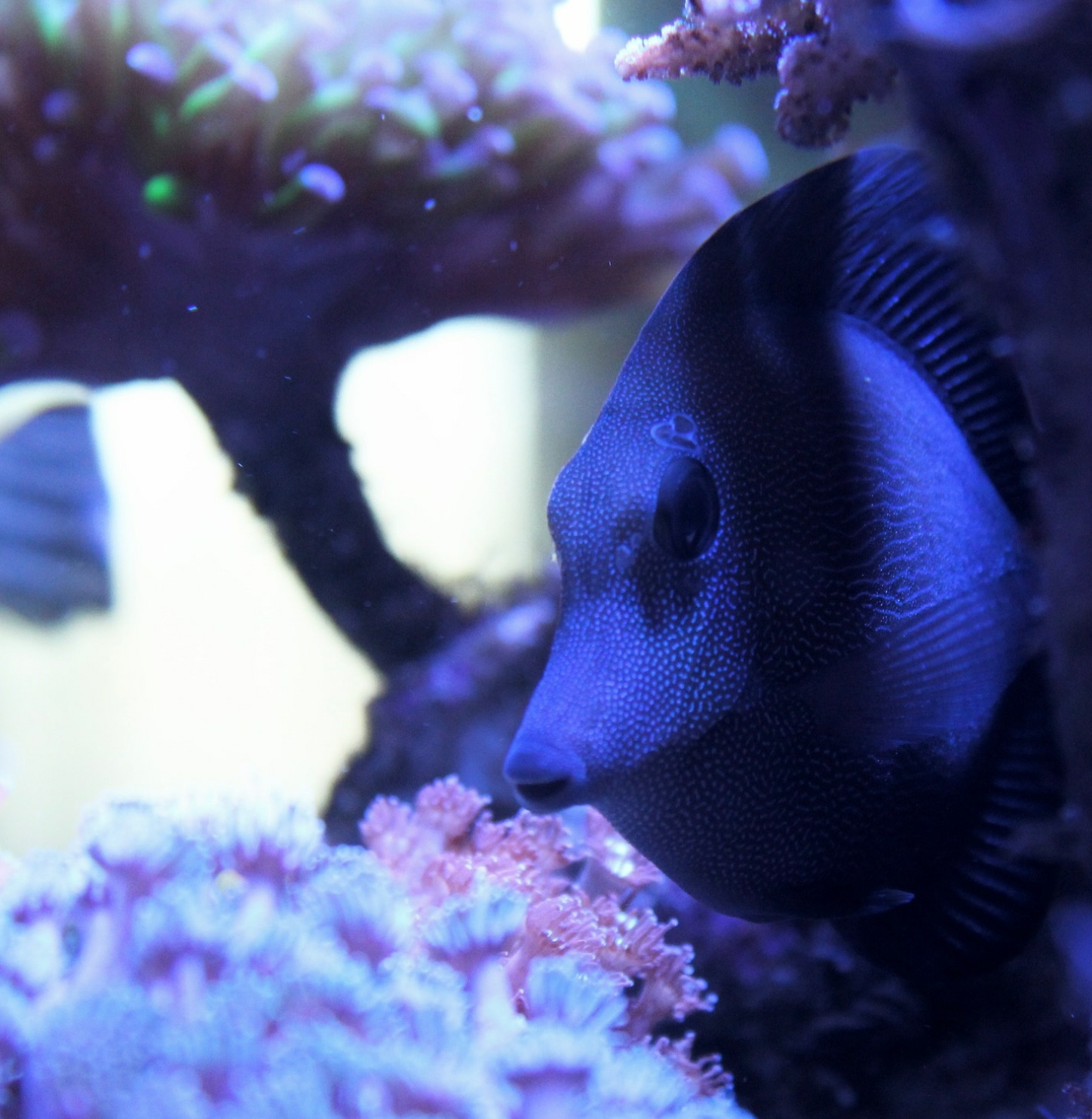 #tropicmarintanks
Very nice shot from @yoorreef 😍
You use our products and want to get reposted? Tag your post with #tropicmarintanks.
#tropicmarintanks #tropicmarin #tropic_marin
#eatsleepreef #allmymoneygoestocoral #reefporn #coralporn #reefaholics #aquarium #saltwateraquarium #nanoreef #reeftanks #euroreefers #reef2reef #reefers4reefers #vitaminsea #seafari
@tropicmarinusa @tropic_marin_br @tropic_marinarg @tropicmarinperu @aquarium_planet_cr @scireef @aqua.united.gmbh