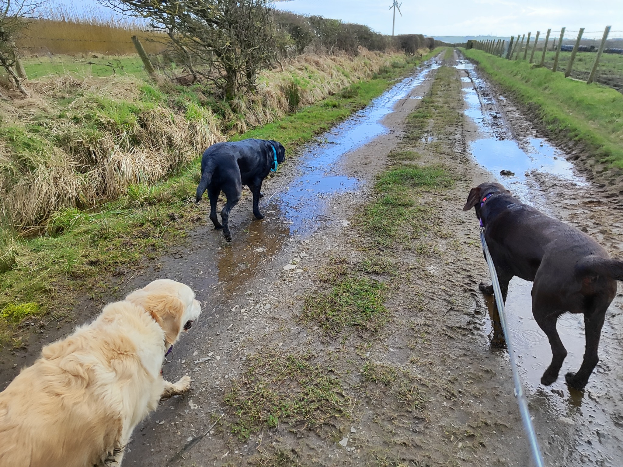 Leo, Rolo and Honey 🐾
