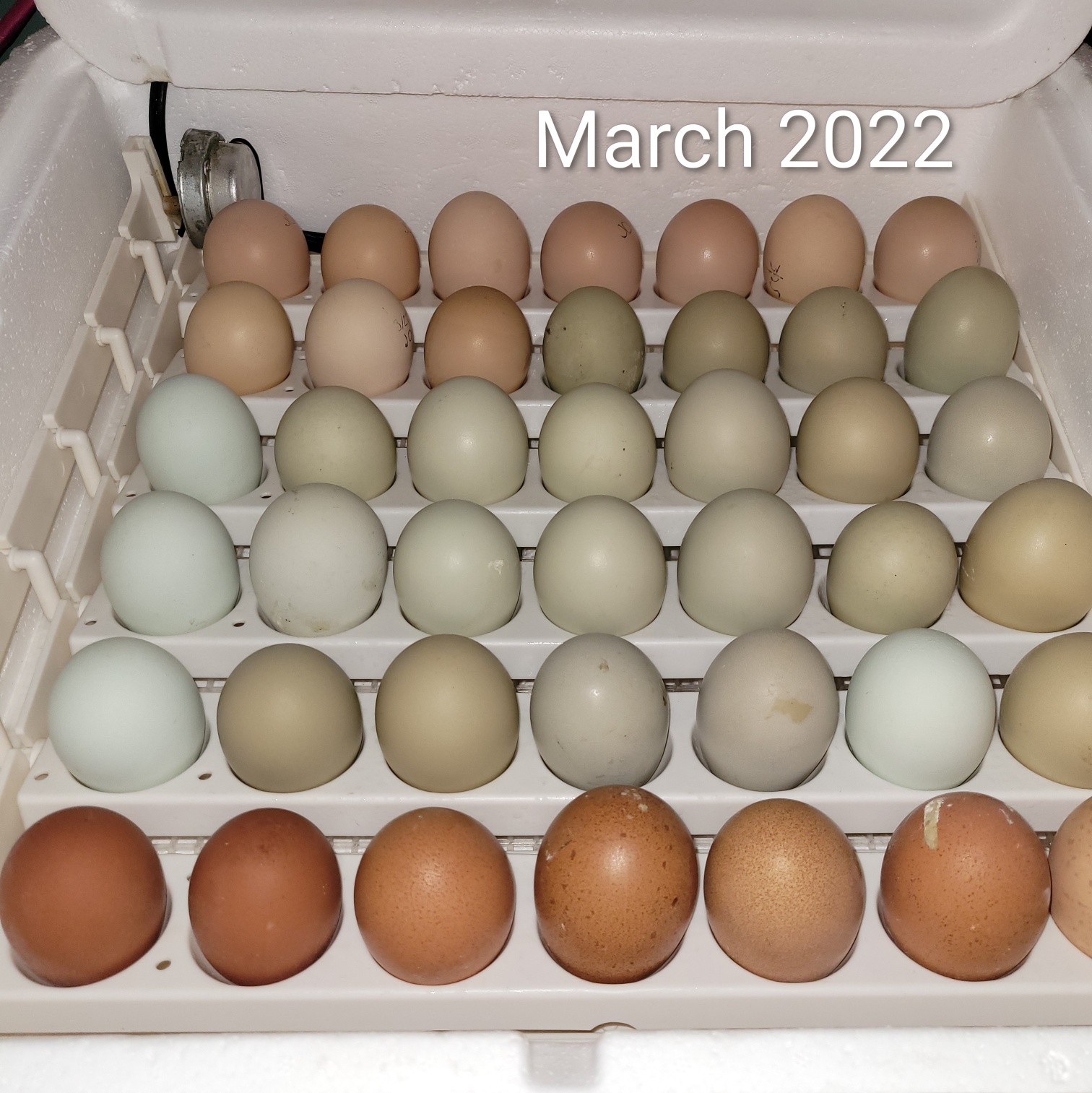 Seems like a good idea 💡 🤔 😏
Look at those colors though!! 😍
#TheShireFarm #hatchingchicks #FarmLife #knowwhereyourfoodcomesfrom