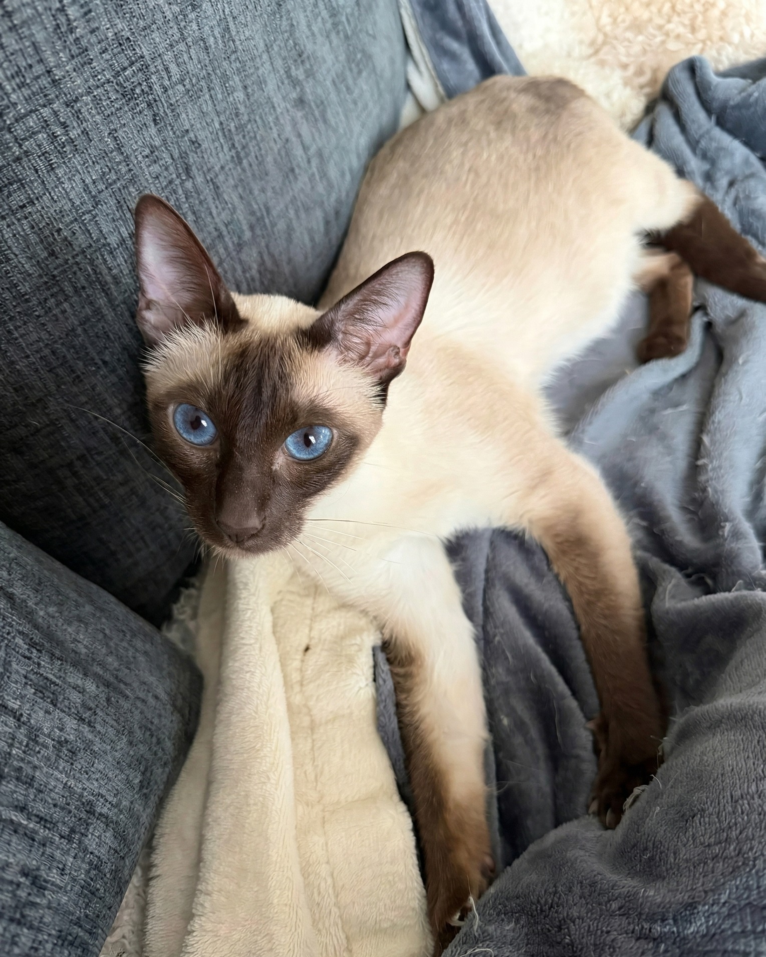 Happy birthday to our Nala Rose 🤎
This year she's celebrating with a bump, a glow and the same unbothered energy she's always had. Our chocolate girly has the whole house wrapped around her paw and honestly? We wouldn't have it any other way.
.
.
.
.
#thehouseofsiamese #siamese #gccf #siamesecat #siamamor #ukbreeder #siamesebreeder #siamesekitten #gccfregistered #siamesecatsofinstagram #catstagram #kitten #cat #catsofinstagram #catoftheday #catbreeder #gccfcats #catlover #felinefriends #kittenoftheday