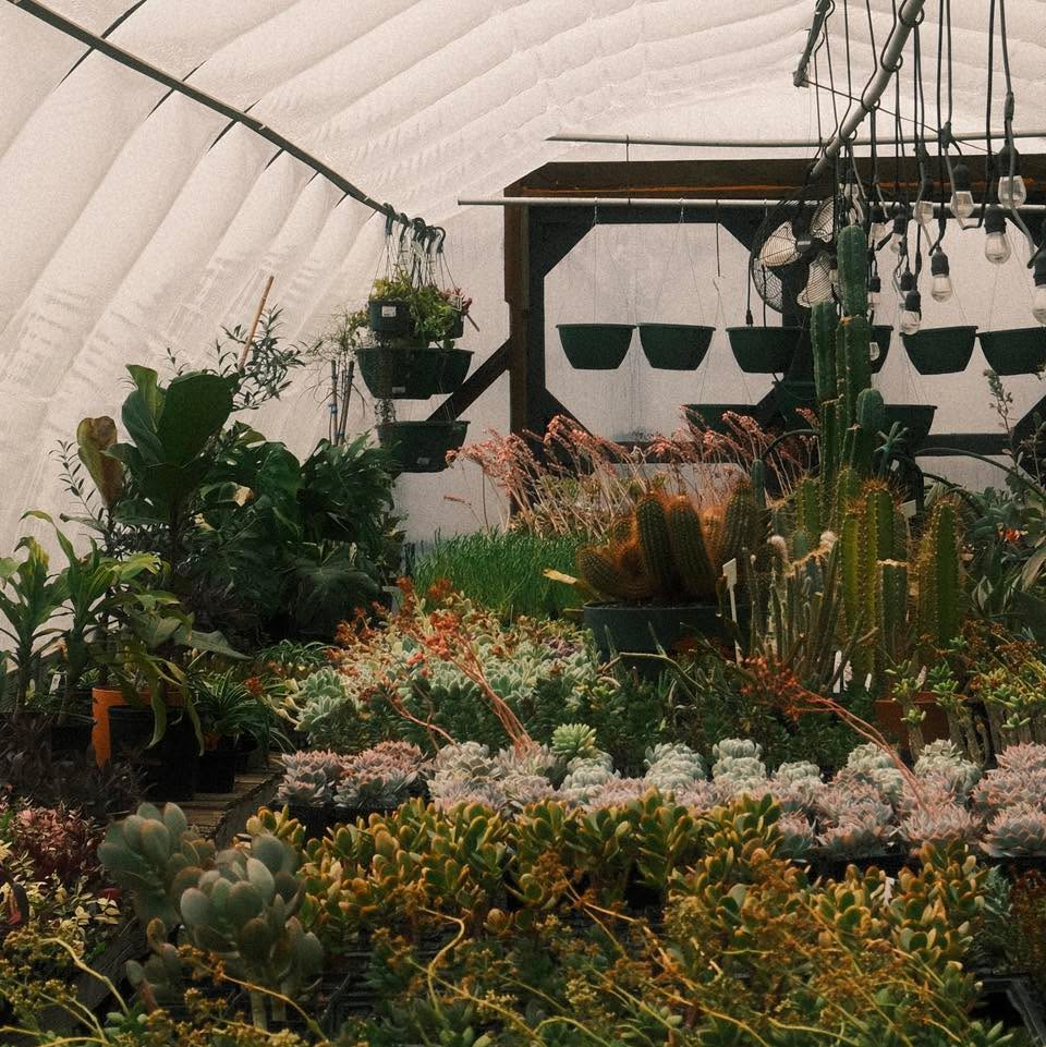 For whatever you could dream up for your garden this season, we’ve got you covered.
🌷At Summit Sprouts, we grow thousands of plants on site and are passionate about helping you curate your dream garden.
🌱 April 1st is opening day and we are more than excited to welcome you to our blooming oasis!! See you soon!!
#garden #north #Idaho #northidaho #pnw #nursery #spring #plant #springplanting #summitsprouts #hayden #coeurdalene