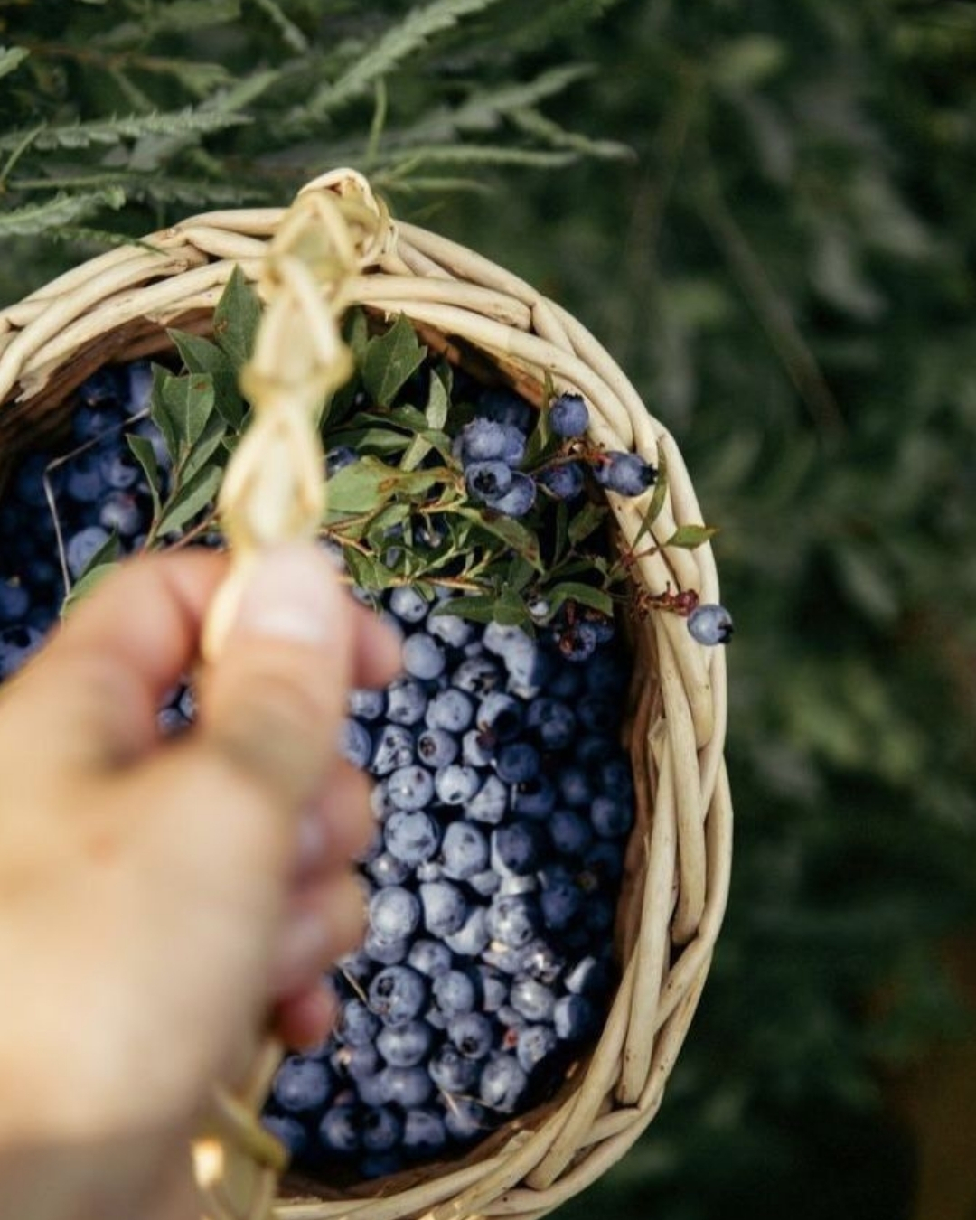Tikros uogos. Tikras skonis. 🍓
Štai paslaptis, kodėl Mashie užkariauja ragautojų širdis –
be dirbtinumo, be kompromisų, tik tai, kas tikra.