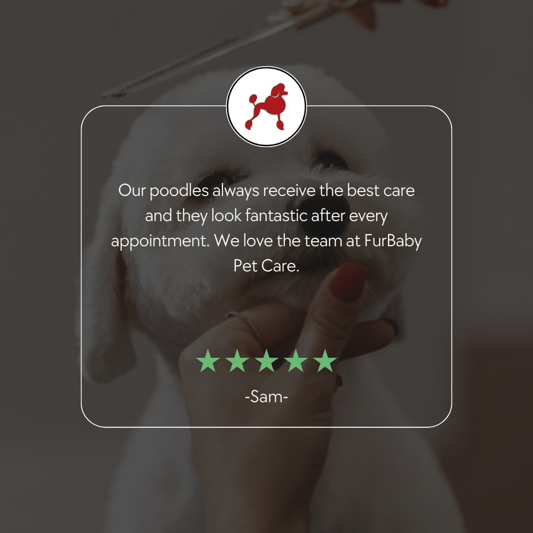 Oodles of poodles! Thankyou for being such a loyal client and part of the FBPC fam for all these years Sam 🥰