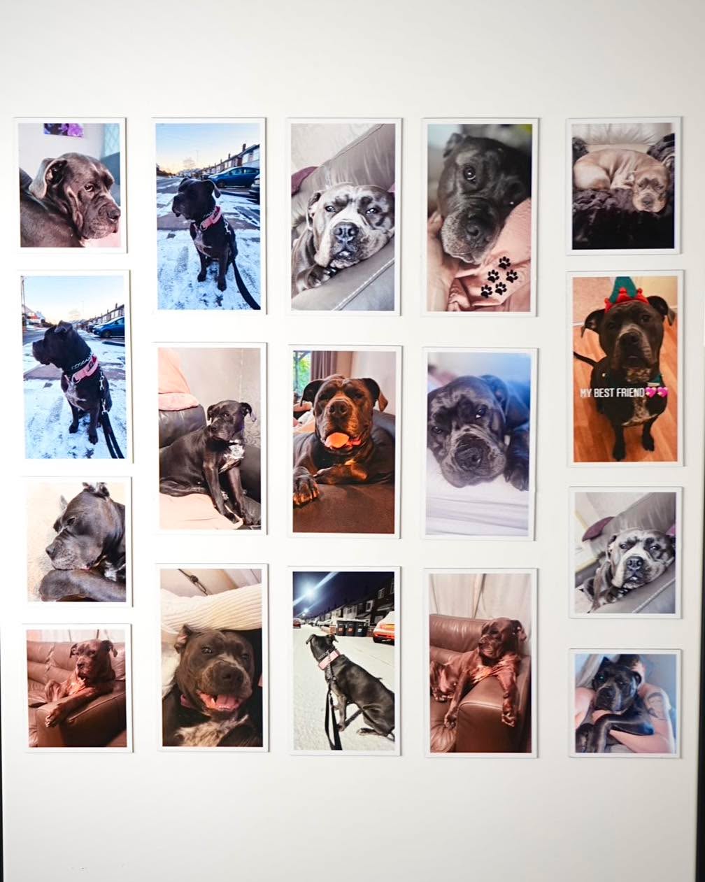Most people have hundreds of photos of their dog…
and never look at them again.
Turn your favourites into something you see every day 💚
Not just photos — memories you don’t forget.
Link in bio 🔗
#photomagnets #petloversuk #dogsofinstagramuk #personalisedgiftsuk #smallbusinessuk