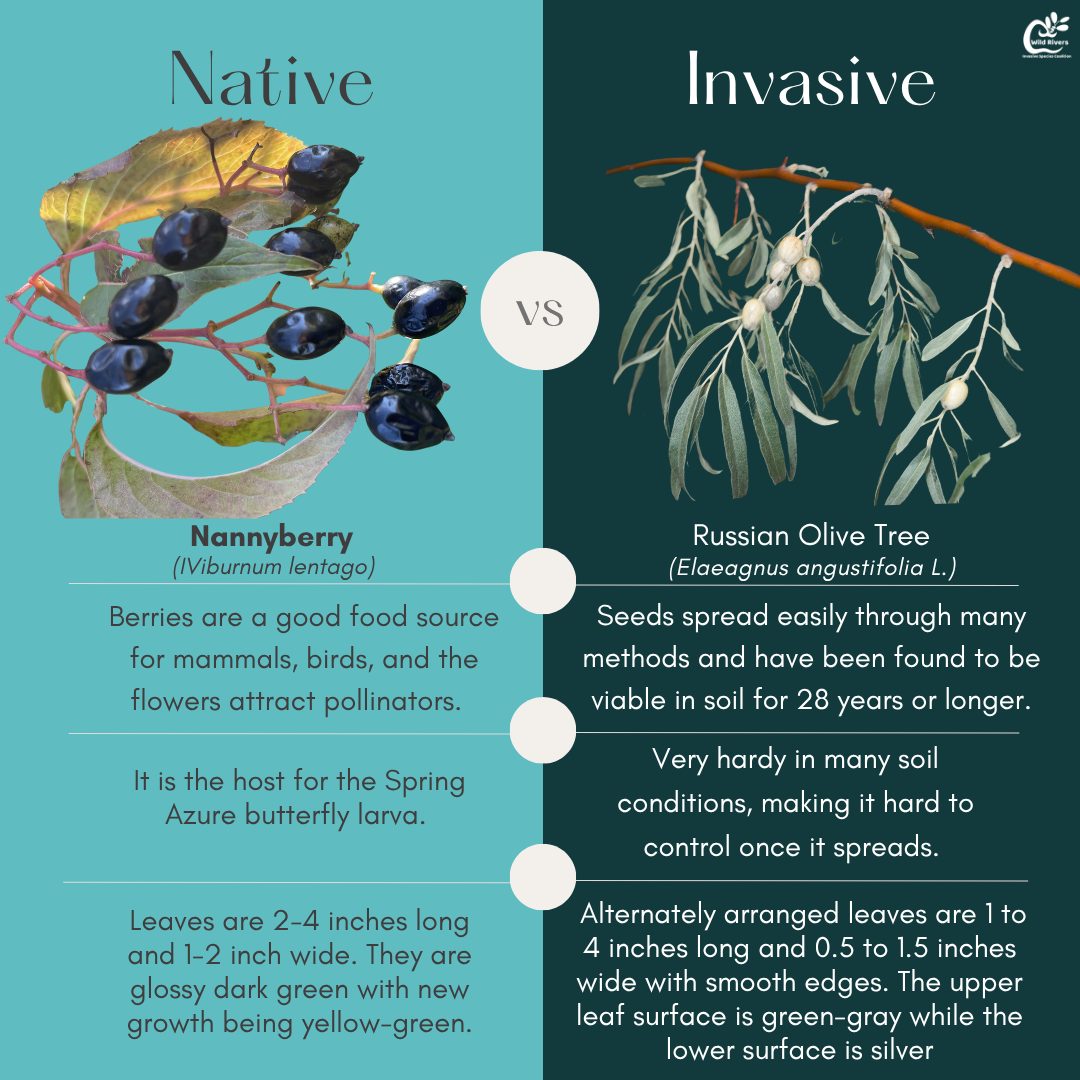 Welcome back to #WhatIsItWednesday! Today we will be comparing native Nannyberry to invasive Russian Olive Trees!