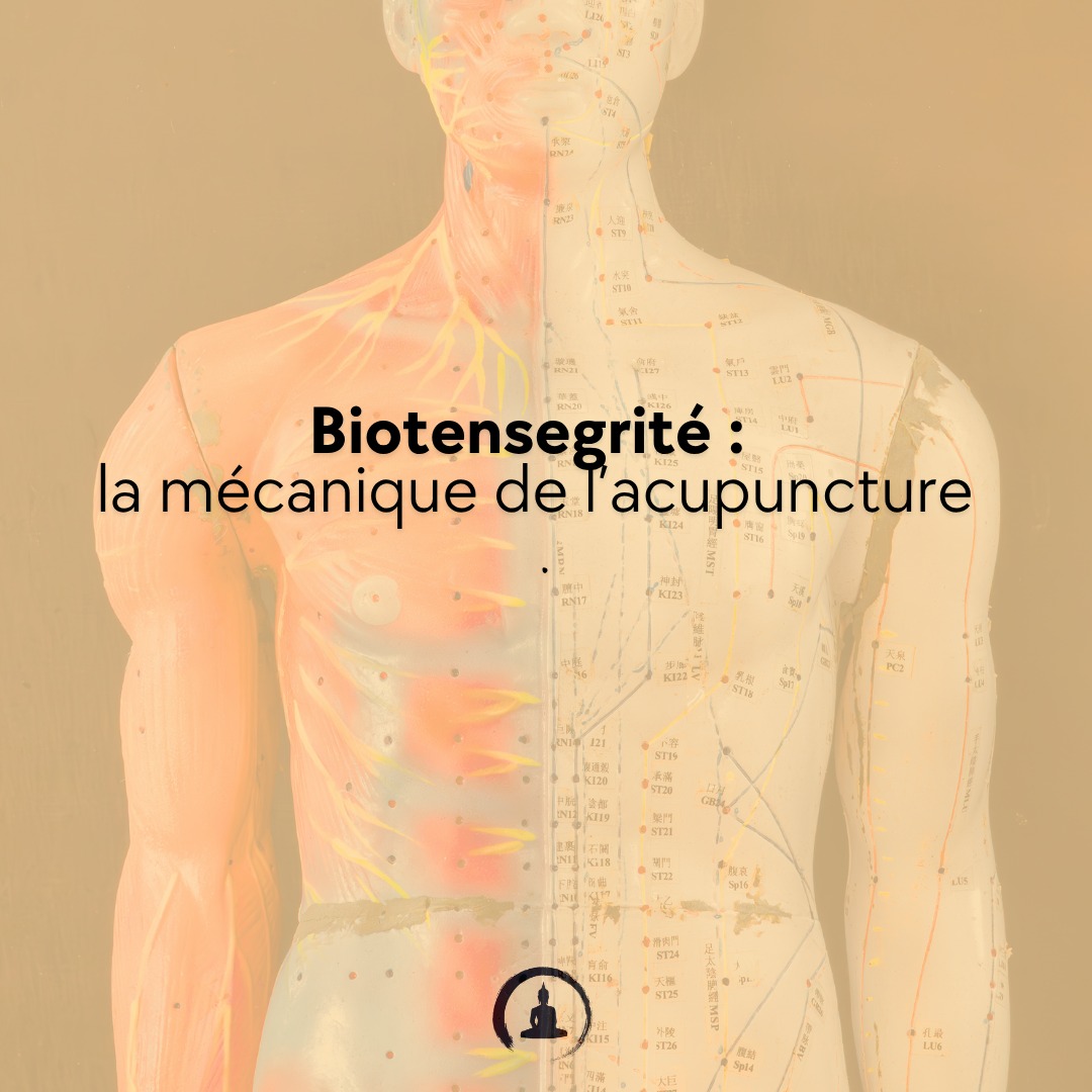 Biotensegrité : la mécanique de l’acupuncture
La biotensegrité (Dr Stephen Levin) explique que le corps n’est pas un empilement d’os,�mais un système tension/compression continue.
Quand tu stimules un point →�la tension se redistribue à l’ensemble du réseau immédiatement,�bien plus vite que via les nerfs.
C’est la base structurelle�de l’efficacité à distance des points d’acupuncture.
