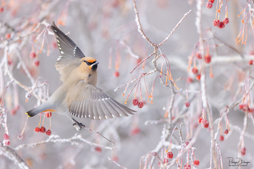 Le jaseur boréal et les petits fruits !!
hilippe DE-BRUYNE© Mon regard sur la nature
Je vous offre une réduction de 15% avec le code 15%
La vente d'impression est un excellent moyen de m'encourager 🙏