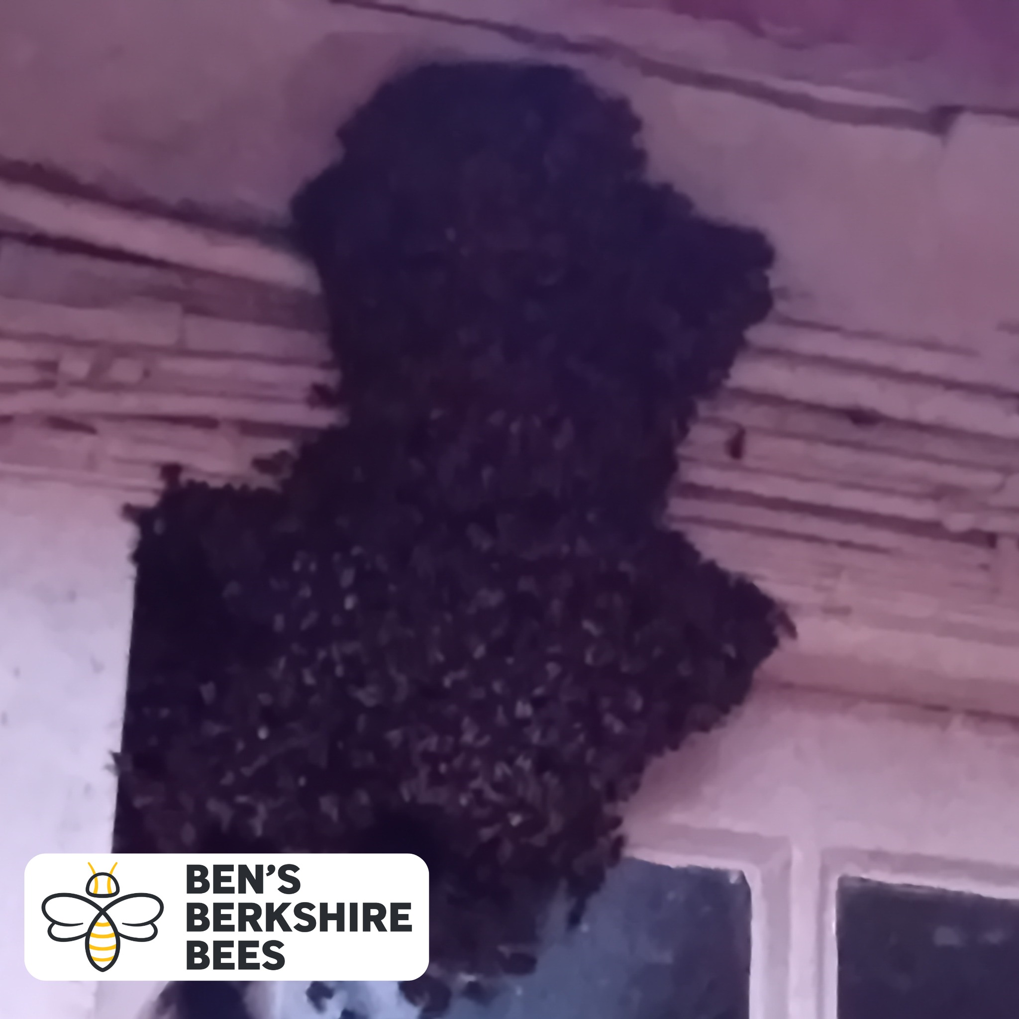 Honey Bee Swarms
By the end of April will be into the 2026 Honey Bee Swarming season for the next few months. We have already had one reported swarm - super early this year.
Honey Bees swarm when the colony reaches a size where it thinks it can reproduce - half the bees leave with the existing Queen bee to find somewhere else to live, the remaining ones produce a new queen.
Bees generally at the most gentle when they are swarming they are focused on getting to a new home!
If you come across a swarm not need to panic. If you're in West Berkshire you can contact us via our website to report it. You just need to add a location. photos/video and some contact details and I will get in touch. Link in the comments.
We rescue swarms for free as a public service in West Berkshire.