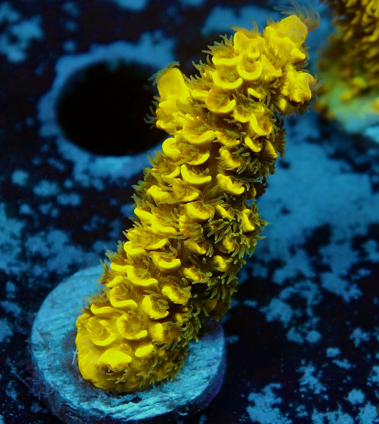 #tropicmarintanks
Beautiful shot from @leonardos_reef 💛
Show us your corals!
#tropicmarintanks #tropicmarin #tropic_marin
#eatsleepreef #allmymoneygoestocoral #reefporn #coralporn #reefaholics #aquarium #saltwateraquarium #nanoreef #reeftanks #euroreefers #reef2reef #reefers4reefers #vitaminsea #seafari
@tropicmarinusa @tropic_marin_br @tropic_marinarg @tropicmarinperu @aquarium_planet_cr @scireef @aqua.united.gmbh