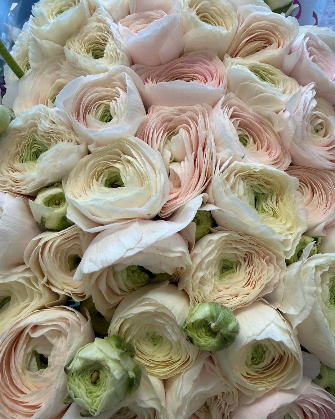 On vient de rentrer de Rungis 🌸
Parmi toutes les merveilles ramenées, il y a aussi quelques fleurs françaises 🇫🇷✨
Et surtout encore de très belles renoncules et tulipes pour cette semaine 💐
À découvrir en boutique 🤍