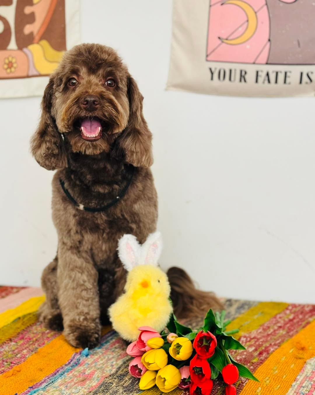 Mr Alfie , how cute is this little dude , he did so well yesterday and handled being groomed like pro , look forward to this super dudes next visit ,
Peace ☮️ Love ❤️ & Paws 🐾
#cockerpoo #cockapoogrooms #cockapoogroomers #cockapoowales #cockapoo