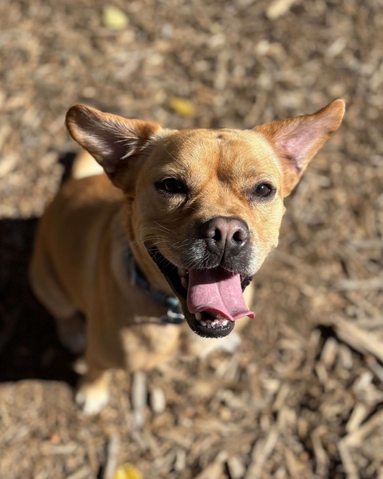 Happy Tongues-Out Tuesday! This week, we're featuring the beaming smile of a New Leash on Life grad who's still in search of his furever home! At about four years old, Otis is a fully grown 35-pound bundle of love, and he's received extensive obedience training with the NLOL team. Reach out to @charliesangelsanimalrescue to learn more about this sweet very good boy!
Have a great pic of your dog with a big tongues-out smile? Share it with us! ๏ธ #rufflifetonguesout
๐พ๐พ๐พ๐พ๐พ๐พ๐พ
#DogLove #DogLoversOfInstagram #RescueDogs #AdoptableDogs