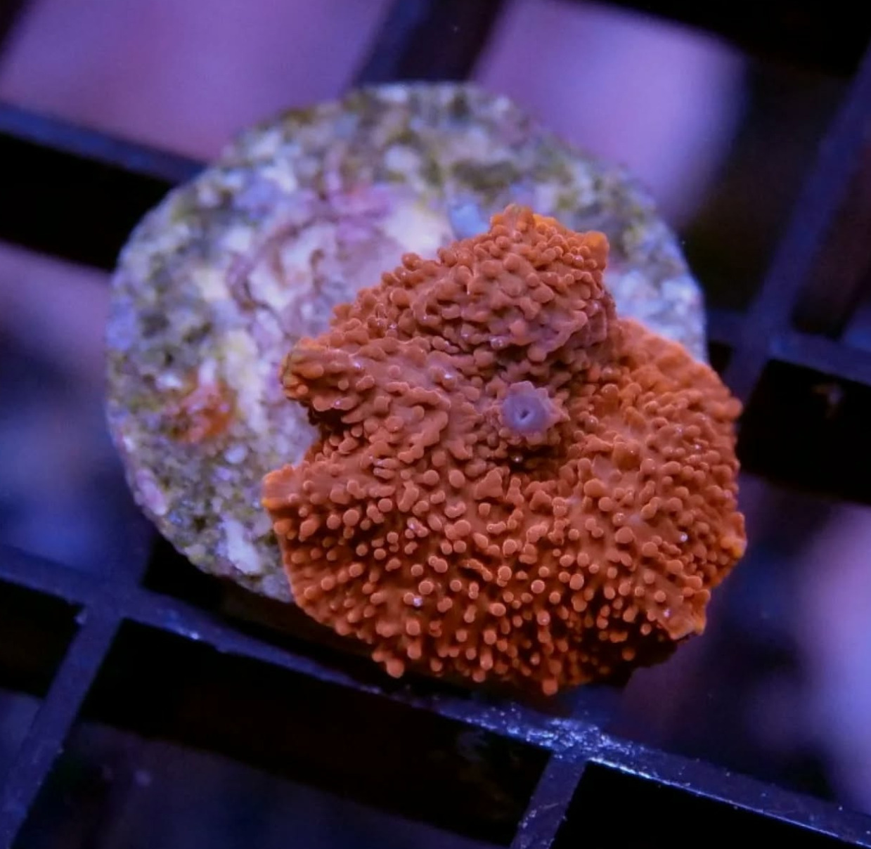 #tropicmarintanks
Very nice coral from @coralaxy 💜
Do you also have such great corals in your tank? Tag your post with #tropicmarintanks.
#tropicmarintanks #tropicmarin #tropic_marin
#eatsleepreef #allmymoneygoestocoral #reefporn #coralporn #reefaholics #aquarium #saltwateraquarium #nanoreef #reeftanks #euroreefers #reef2reef #reefers4reefers #vitaminsea #seafari
@tropicmarinusa @tropic_marin_br @tropic_marinarg @tropicmarinperu @aquarium_planet_cr @scireef @aqua.united.gmbh