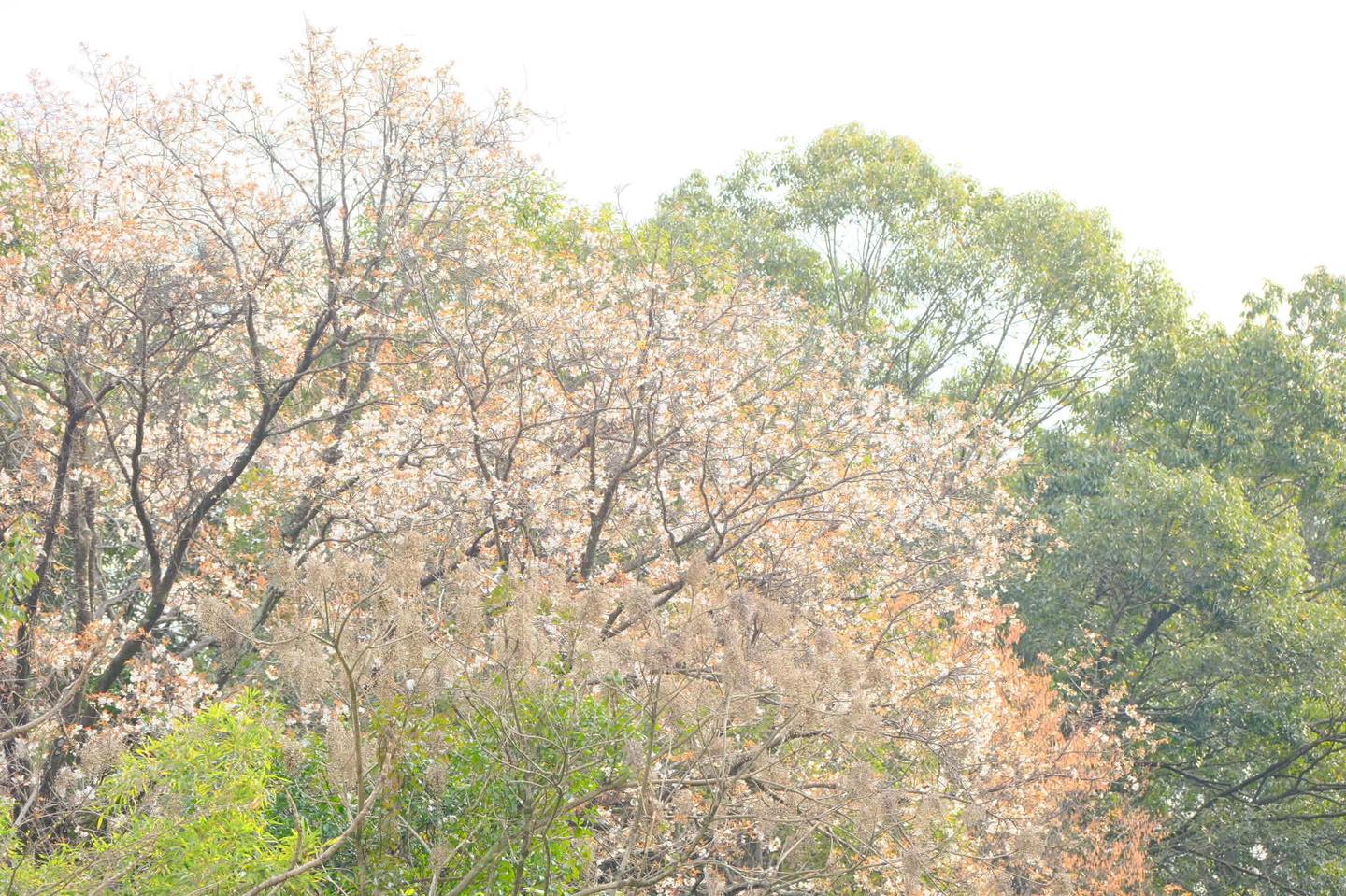 山桜が開花しています
さいわいのもり
墓園管理法人眞光寺