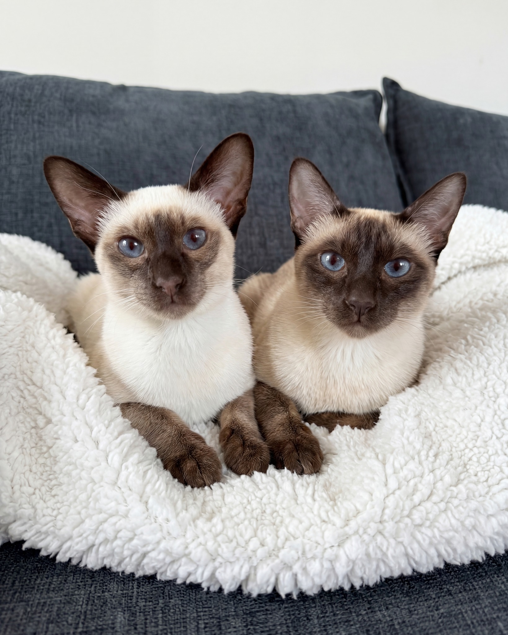 Nala & Polly. 🤍
Mother & daughter, sharing a blanket and absolutely no personal space. What Polly doesn't know yet is that she's about to become a big sister. 🤎
Drop a 🤍 if you're following Nala's journey.
.
.
.
.
#thehouseofsiamese #siamese #gccf #siamesecat #siamamor #ukbreeder #siamesebreeder #siamesekitten #gccfregistered #siamesecatsofinstagram #catstagram #kitten #cat #catsofinstagram #catoftheday #catbreeder #gccfcats #catlover #felinefriends #kittenoftheday