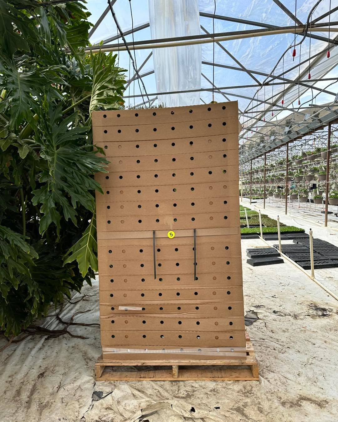 We received so many adorable baby plants last week, which means lots of planting is underway this week. Look, Phyllis is welcoming them with open arms! Happy first week of spring!
