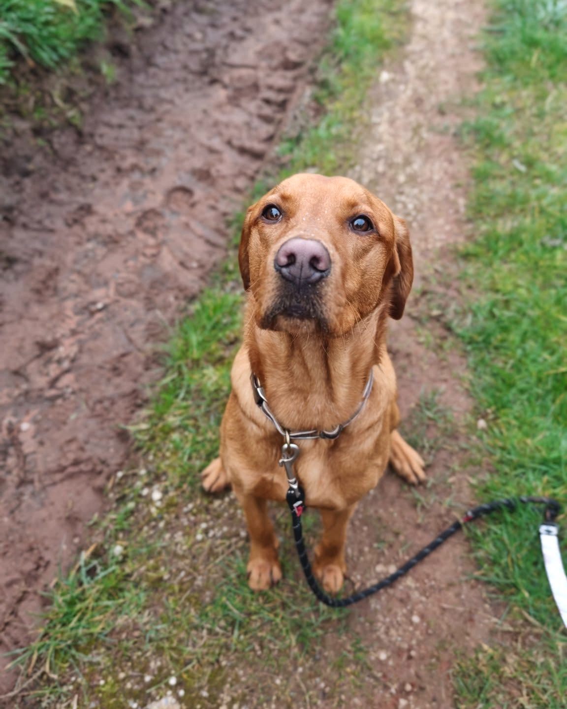 Buddy joined the tribe recently! 😍
🐶 Would your pup love to join in on the fun?
📝 Simply fill in our enquiry form!
www.scallywagzpetservices.co.uk/enquiryform