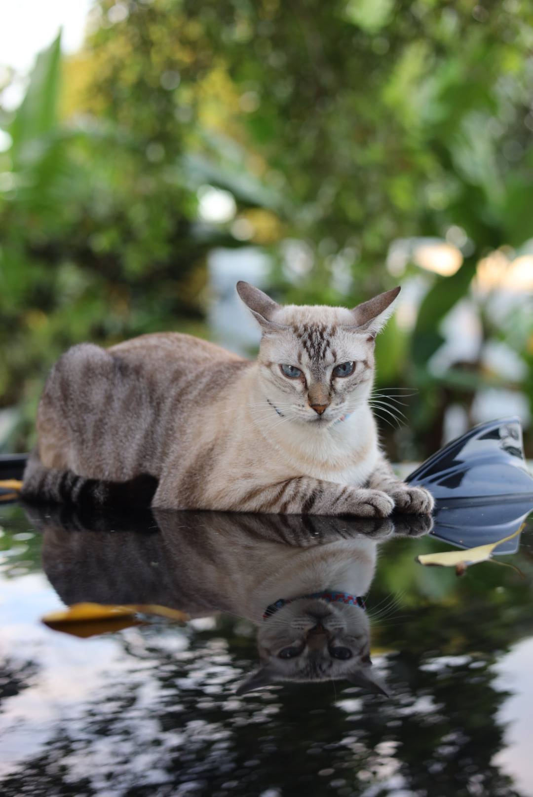 No era solo un gatito.
Era familia.
Era alegría.
Era amor.
Hoy nos toca despedirte con el corazón roto, pero también agradecidos por todo lo bonito que nos diste.
Te vamos a extrañar siempre.
Descansa en paz, mi gordo.