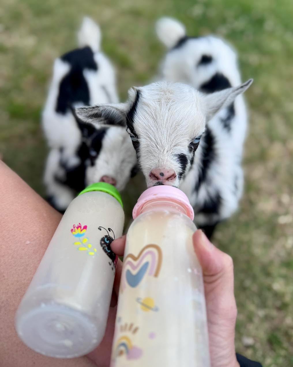 Living the #farmlife dream. #baby #goat