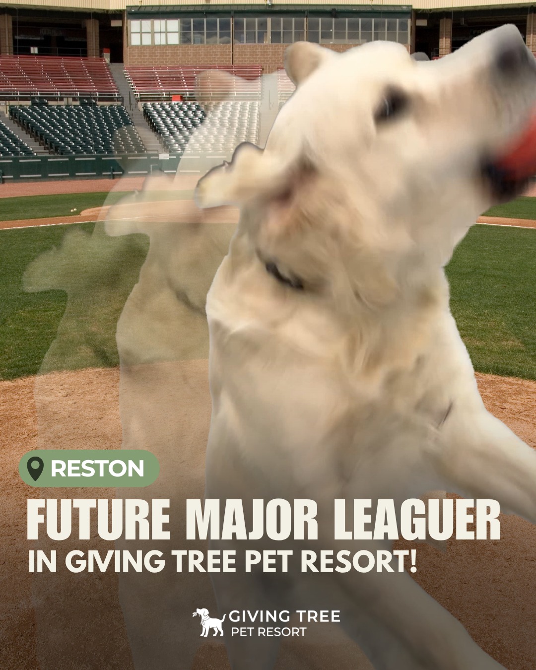 Looks like we might need to host MLB tryouts at Giving Tree Pet Resort… ⚾🐶
These pups have serious athletic talent — future MLB stars in the making!
👉 Swipe to meet the next Ohtani, Tatis, and Trout 🏟️
#GivingTree #Virginia #GivingTreePetResort #Reston
#MLB #Ohtani #Tatis #Trout #Baseball #RestonStadium
#DogBoarding #Daycare #PetResort