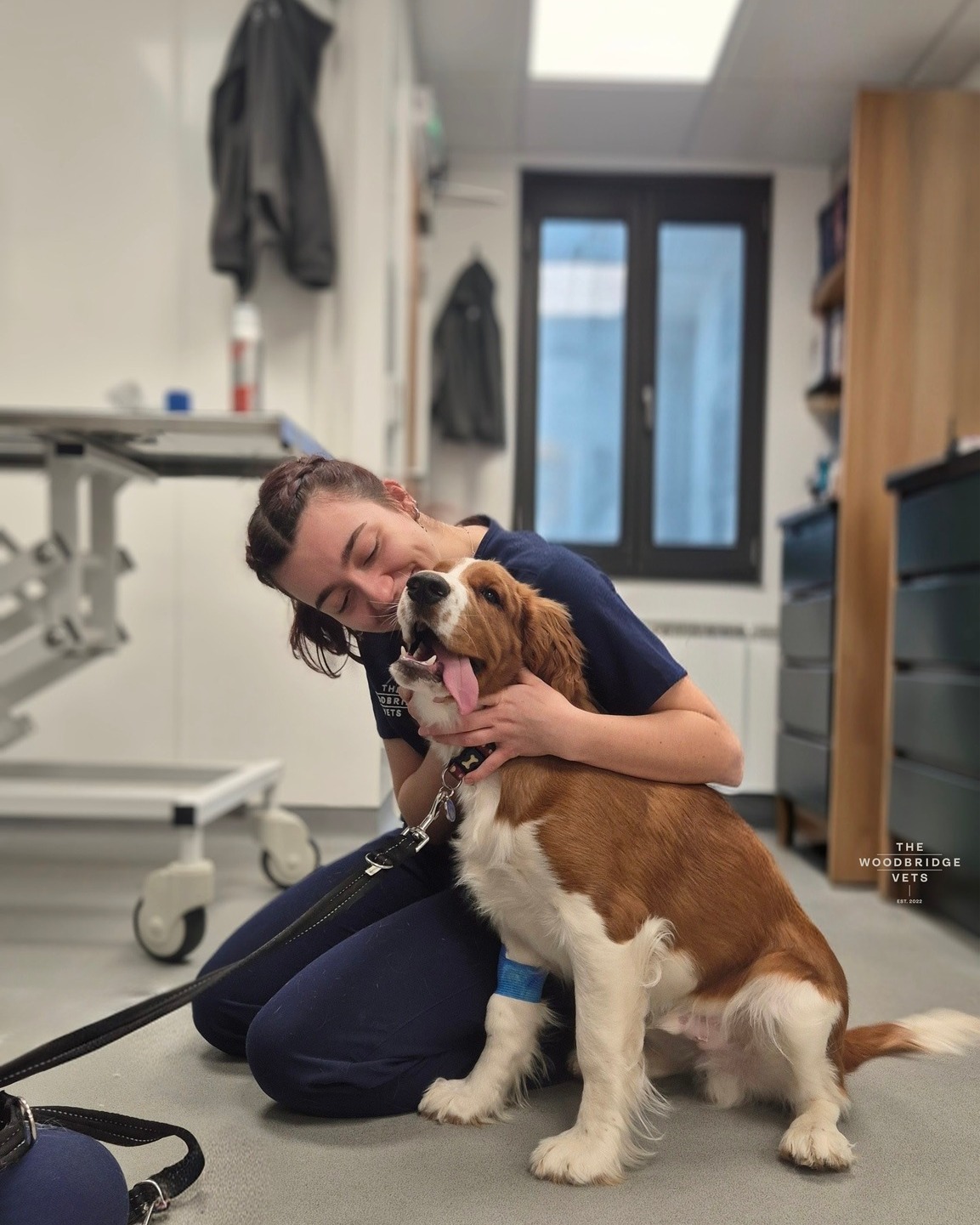 This is Dylan, such a lovely and sweet Welsh Springer Spaniel with a heart full of love. Back in February, Dylan came to see our vet Christiaan with some unusual symptoms – eyes watering, a bit dazed, trouble closing his mouth, and even needing support during meal times to eat safely.
Dylan needed a CT scan to figure out what was going on. After thorough care from Christiaan and Beth our RVN, Dylan was diagnosed with idiopathic trigeminal neuropathy 🧠
🧠 What is idiopathic trigeminal neuropathy?
The trigeminal nerve is one of the main nerves in the face. It controls jaw movement, helping Dylan open and close his mouth, and facial sensation, like detecting touch, pain, and temperature in his face.
In trigeminal neuropathy, this nerve doesn’t work properly, which can cause:
Difficulty closing the mouth, trouble eating or chewing, drooling, loss of facial sensation or discomfort around the muzzle.
The good news is that with supportive care, such as soft meals, gentle handling, and eye lubrication, many dogs like Dylan gradually improve over a few weeks.
From gentle check-ups to CT scans and tailored treatments, our team ensured Dylan was comfortable every step of the way. It was incredible to watch his journey and see him getting better and better ❤
#thewoodbridgevets #independentpractice #veterinarypractice #independentbusiness #veterinarycare #veterinarymedicine #veterinarytreatment #ctscan #veterinarydiagnostics #idiopathictrigeminalneuropathy #dogs #canine #welshspringerspaniel