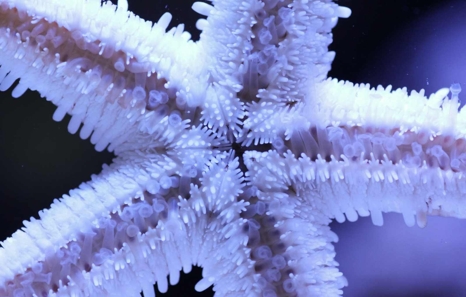 #tropicmarintanks
Very nice shot from @chocolatine_reefer 😊
You use our products and want to get reposted? Tag your post with #tropicmarintanks.
#tropicmarintanks #tropicmarin #tropic_marin
#eatsleepreef #allmymoneygoestocoral #reefporn #coralporn #reefaholics #aquarium #saltwateraquarium #nanoreef #reeftanks #euroreefers #reef2reef #reefers4reefers #vitaminsea #seafari
@tropicmarinusa @tropic_marin_br @tropic_marinarg @tropicmarinperu @aquarium_planet_cr @scireef @aqua.united.gmbh