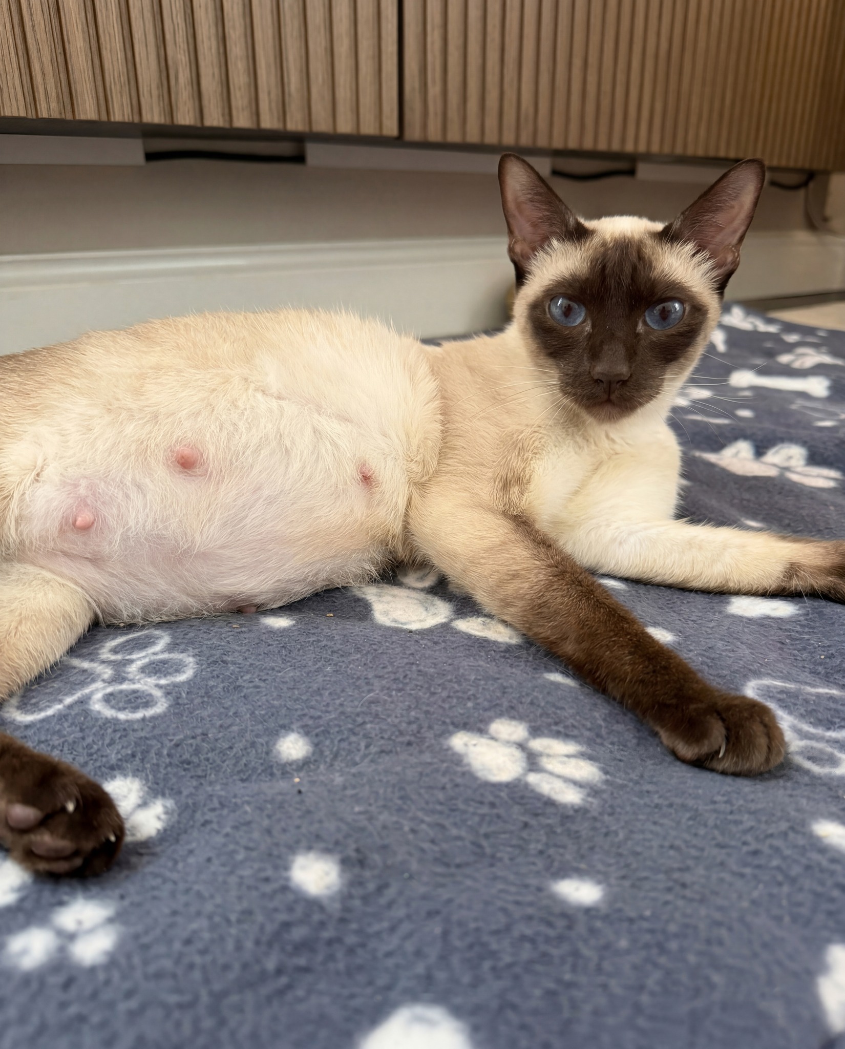 Saturday morning with Nala Rose. 🤎
She is glowing, growing, and completely unbothered — which is more than can be said for the rest of us.
She due within the next two weeks. We are not counting down. (We absolutely are.) 💜 Save this post if you want to be here when it happens. 🤍
.
.
.
.
#thehouseofsiamese #siamese #gccf #siamesecat #siamamor #ukbreeder #siamesebreeder #siamesekitten #gccfregistered #siamesecatsofinstagram #catstagram #kitten #cat #catsofinstagram #catoftheday #catbreeder #gccfcats #catlover #felinefriends #kittenoftheday