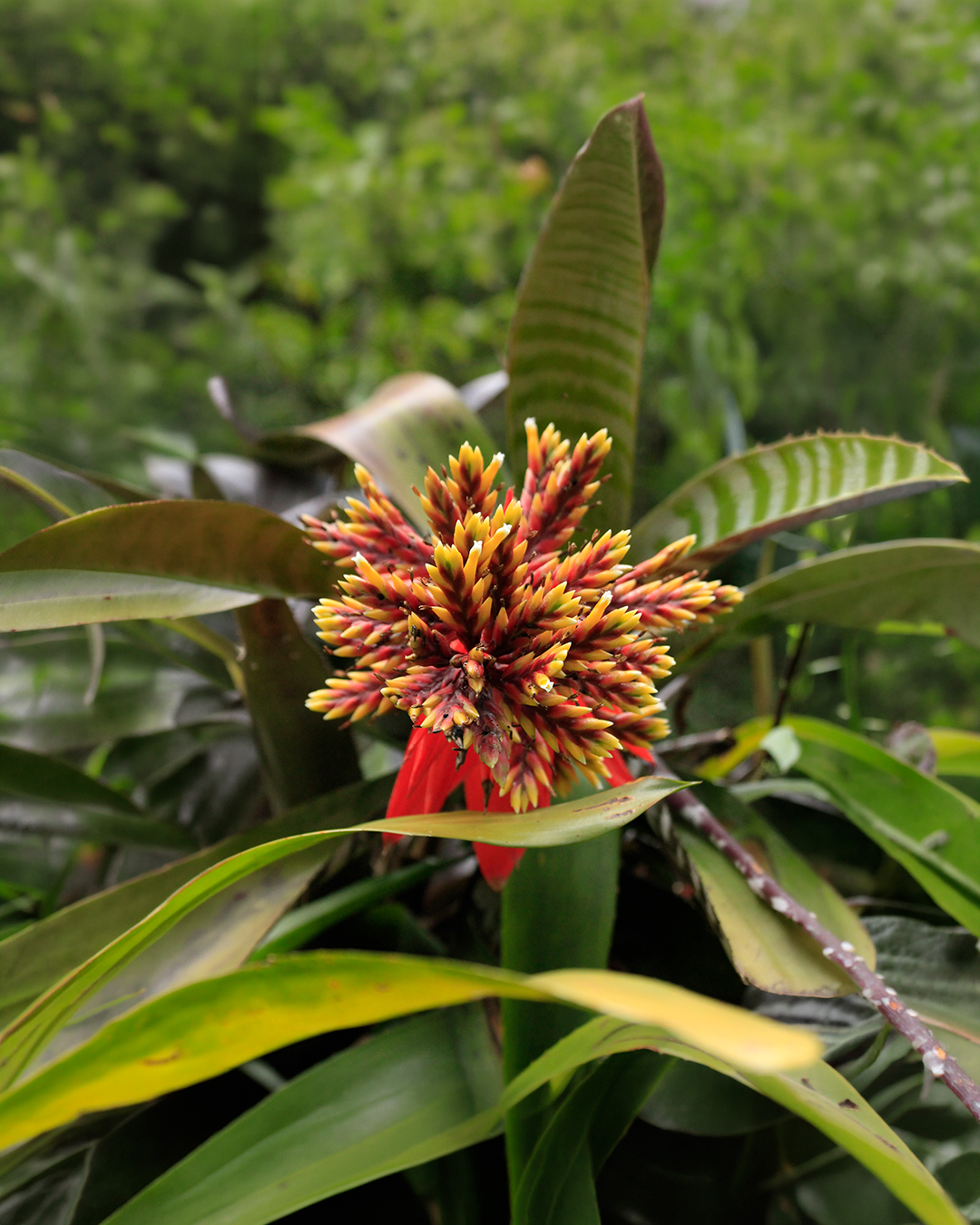 El Jardín está lleno de formas y texturas que hablan sin palabras:
hojas que susurran, troncos que guardan el tiempo, semillas que esperan.
Ven a descubrirlas… y a proteger lo que hace posible cada una de ellas. 🌱
📞 4880888 Ext. 220 – 222
📲 WhatsApp: 318 942 0388
.
.
.
#JardínBotánicoCali #Naturaleza #Vida #BosqueSecoTropical #JBC