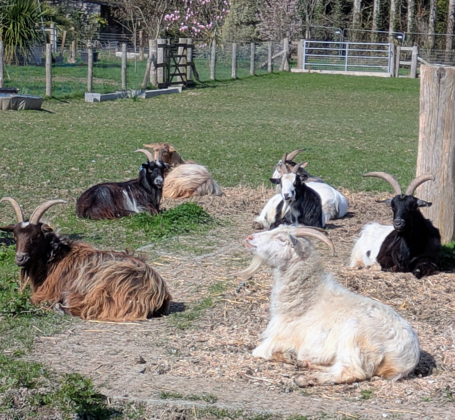 The annual AGM (all goats matter) meeting was well attended this year !!