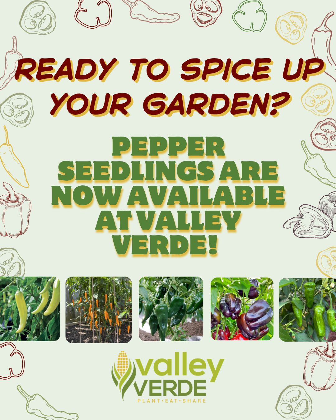 Ready to grow some peppers this season? 🌶
Our pepper seedlings are now available at our nursery, featuring different flavors, colors, and heat levels. 🔥
Swipe to explore the varieties we're offering this season!
#ValleyVerde #organicgardening #nursery #peppers #plantingseason #shoplocal