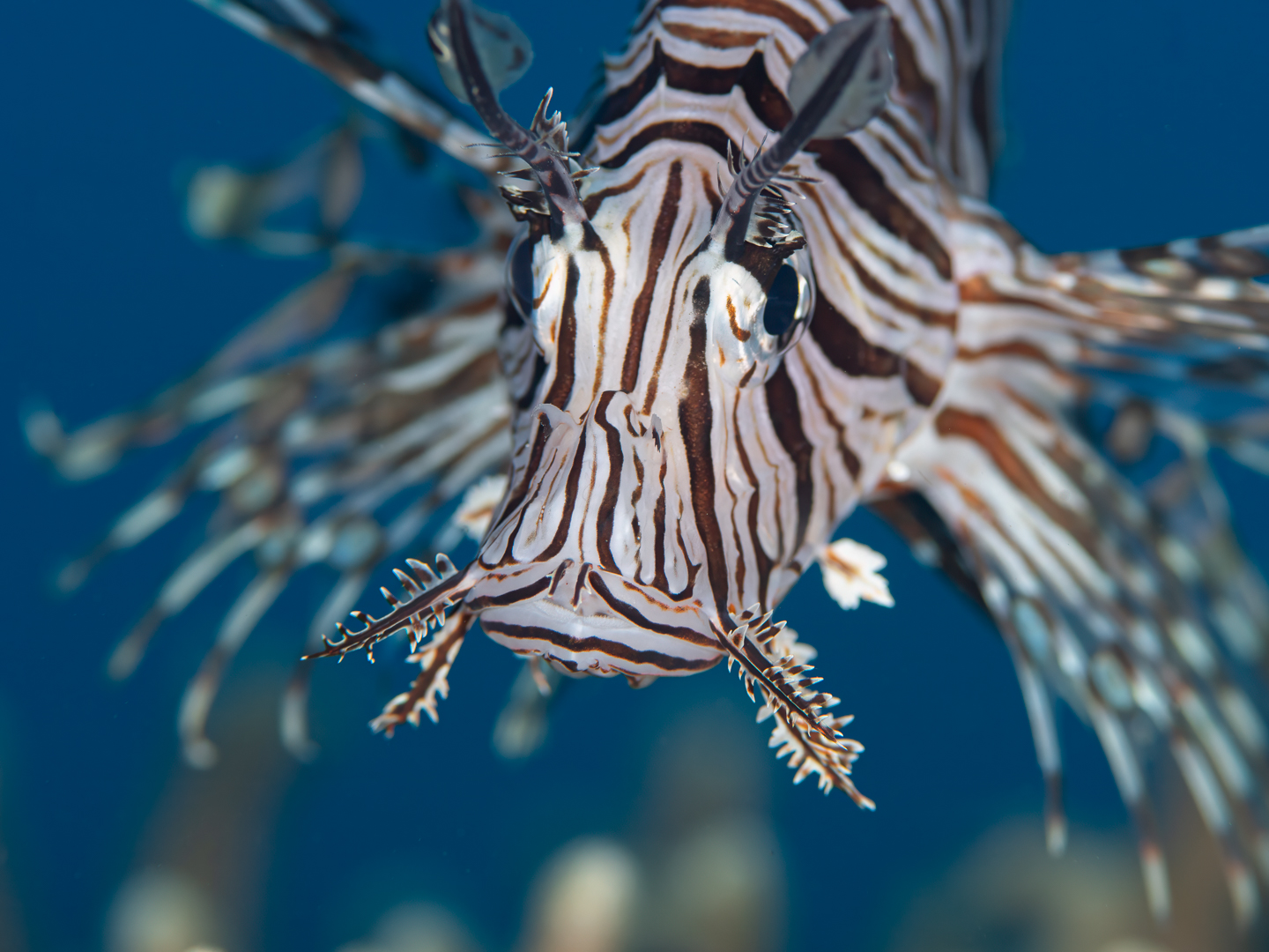 ๐๐จ๐ญ ๐๐ฏ๐๐ซ๐ฒ๐ญ๐ก๐ข๐ง๐ ๐ก๐๐ซ๐ ๐ก๐ข๐๐๐ฌโฆ ๐ฌ๐จ๐ฆ๐ ๐ญ๐ก๐ข๐ง๐ ๐ฌ ๐ฆ๐๐๐ญ ๐ฒ๐จ๐ฎ ๐ก๐๐๐-๐จ๐ง
Thereโs a moment on some dives where curiosity takes over.
Instead of disappearing into the reef, this red lionfish turned and hovered โ holding position in that calm blue water, watching us just as closely as we were watching it.
No rush. No crowd. Just time to slow down and really see.
These are the kinds of encounters that stay with you โ not because theyโre rare, but because youโre given the space to experience them properly.
And here in Vanuatu, lionfish like this arenโt visitors โ theyโre part of the natural reef system, woven into the rhythm of the place.
Spend a few days with us, and you start to notice itโฆ
Not just whatโs here โ but how it feels to be here.
๐ธ John Warmington
Message or visit our webpage for more details at:
www.critterspotter.com
Why not relax and spend a few days away โ dive and stay at Karma Waters Villa
https://airbnb.com/h/karmawaters
#VanuatuMoments #DiveVanuatu #KarmaWatersVanuatu #UnderwaterPhotography #ReefLife