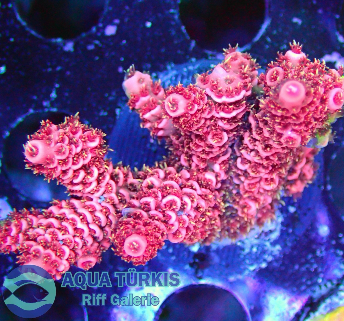 #tropicmarintanks
Beautiful coral from @aquatuerkis 💗
Show us your corals!
#tropicmarintanks #tropicmarin #tropic_marin
#eatsleepreef #allmymoneygoestocoral #reefporn #coralporn #reefaholics #aquarium #saltwateraquarium #nanoreef #reeftanks #euroreefers #reef2reef #reefers4reefers #vitaminsea #seafari
@tropicmarinusa @tropic_marin_br @tropic_marinarg @tropicmarinperu @aquarium_planet_cr @scireef @aqua.united.gmbh