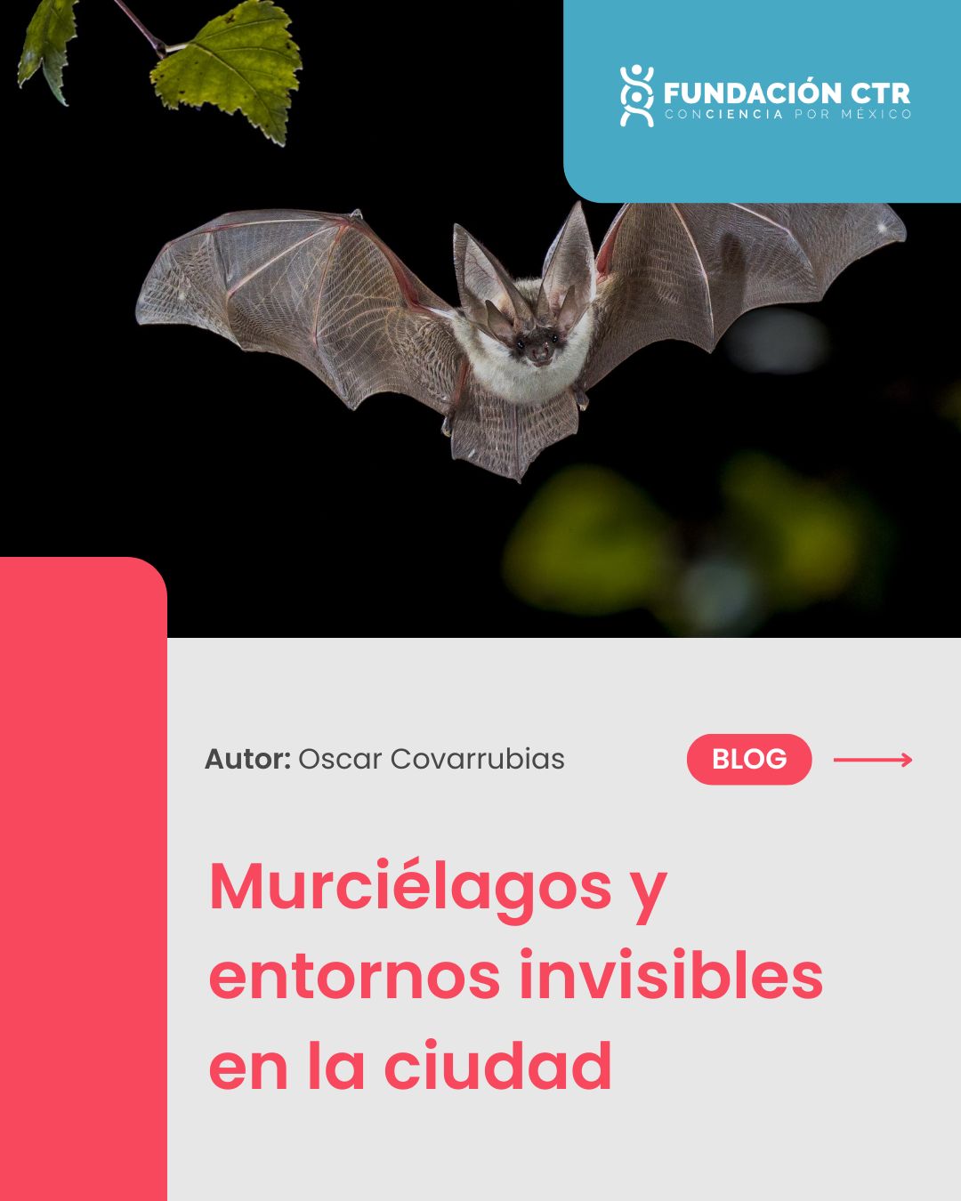 🌃 ¿Vecinos nocturnos? Descubre la vida secreta de la ciudad.
Los murciélagos habitan rincones que ni te imaginas. En nuestro nuevo blog, exploramos los entornos invisibles de la urbe y por qué estos guardianes son clave para nuestro ecosistema. 🦇✨
Spoiler: Son mejores vecinos de lo que crees. 🤫
🔗 Lee el artículo completo en el link de nuestra bio.
#BlogFCTR #Murciélagos #EcologíaUrbana #CiudadInvisible #Naturaleza #Ciencia