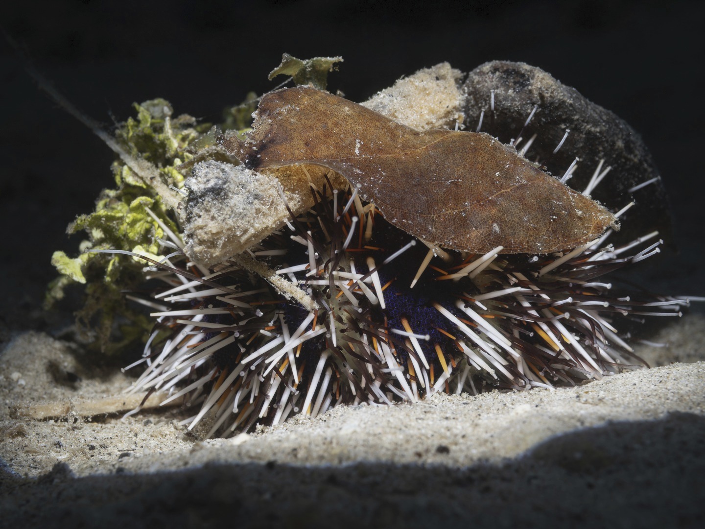 ๐๐จ๐ญ ๐๐ฏ๐๐ซ๐ฒ ๐๐ข๐ฏ๐๐ซ ๐ฐ๐ข๐ฅ๐ฅ ๐ง๐จ๐ญ๐ข๐๐ ๐ญ๐ก๐ข๐ฌโฆ
Most would glide straight over this patch of sand.
Nothing obvious. Nothing calling for attention. But when you slow downโฆ really slow downโฆ the reef begins to shift.
This little decorator โ a collector urchin (Tripneustes gratilla) โ had covered itself in leaves and fragments, quietly moving across the seabed, doing its best to disappear.
And yetโฆ once you notice the movementโฆ it suddenly stands out.
Itโs moments like this that stay with you.
Not the headline encounters โ but the quiet ones that reward patience.
Thatโs what our dives become about โ learning to see differently, and finding something special where others might not think to look.
๐ธ John Warmington
๐๐๐๐ง ๐ญ๐จ ๐ฌ๐ฅ๐จ๐ฐ ๐๐จ๐ฐ๐ง ๐๐ง๐ ๐ซ๐๐๐จ๐ง๐ง๐๐๐ญ?
Links in bio to experience Critter Spotter and Karma Waters
#VanuatuMoments #DiveVanuatu #KarmaWatersVanuatu #UnderwaterPhotography #ReefLife