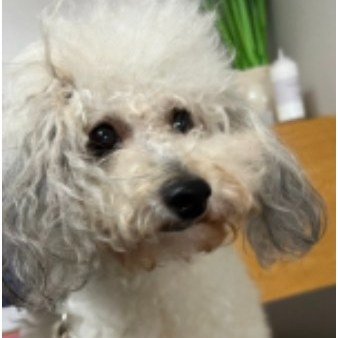 Meet Luna! She is a 3 year old Toy Poodle that needed cataract surgery which is uncommon for a little pup this young. She was not adjusting to her vision loss well and her future quality of life was compromised. The surgery was a success, which reduced the chance of secondary ocular problems and she has regained her vision!