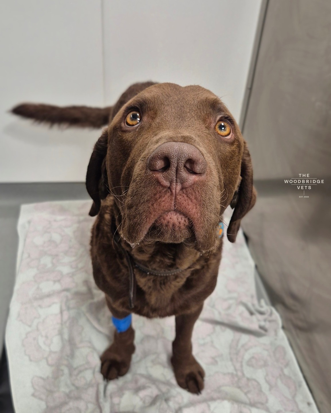 Meet Finn. Finn, a one-year-old Chesapeake Bay Retriever, came to see us after his owner noticed he’d been a little quieter and less active than usual.
Following a full work-up with our vet Christiaan, including scans and lab tests, we found mild early hip changes, which are not uncommon in active, growing dogs. More importantly, his kidneys need some extra attention - one is smaller than normal, and the other is working a little harder to compensate.
The great news is that Finn is still bright, happy, and full of life 🤎
With the right support - regular monitoring, a kidney-friendly diet, and ongoing care - we can help him maintain a great quality of life and keep doing the things he loves most. We’re here every step of the way for Finn and his family 🤎
#thewoodbridgevets #independentpractice #veterinaryare #veterinarypractice #veterinaryservices #veterinarymedicine #vetcare #doghealth #dogs #cats #chesapeakebayretriever #happydogs #petwellbeing #vetpractice #inpatientcare