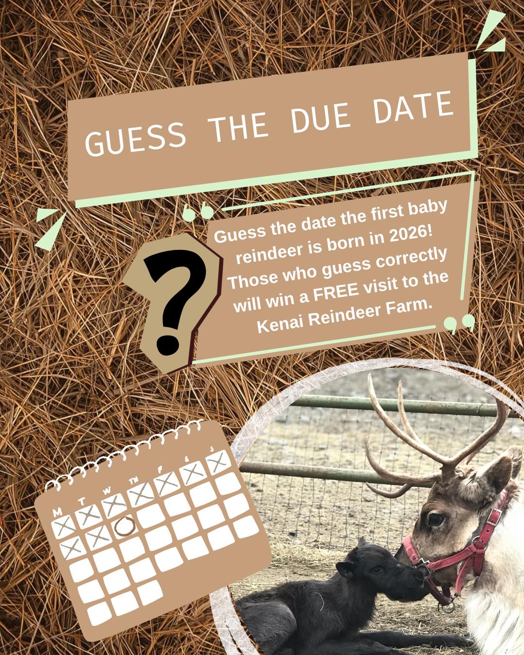 🦌✨ BABY REINDEER GUESSING CONTEST! ✨🦌
When will the first baby reindeer of 2026 arrive? 👶🦌
Guess the date for a chance to WIN a FREE visit to meet the new baby reindeer! 💛
(Not local? You’ll get adorable reindeer swag instead! 🎁)
How to enter:
• Like this post
• Follow our page
• Comment your guess
• Tag 2 friends
• Share to your story
⏰ Contest closes when the first calf is born — get your guesses in now!
Let the baby reindeer countdown begin! 🦌✨
#BabyReindeer #ReindeerFarm #GuessTheDate #KenaiReindeerFarm #AlaskaAnimals #FarmLife #farmlifebestlife