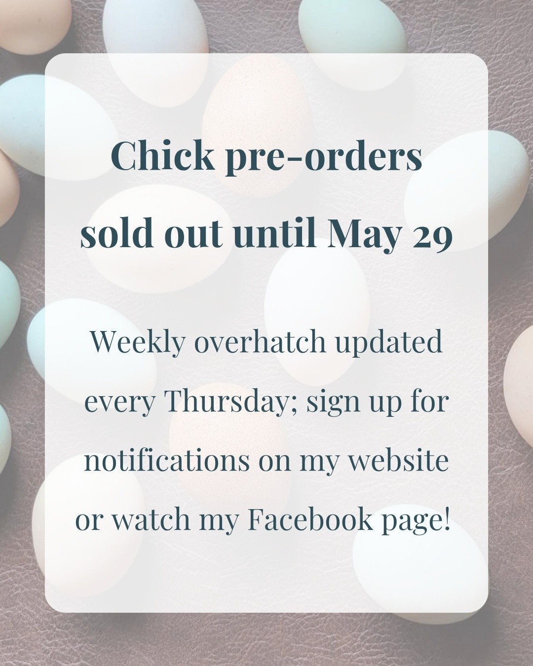 📢‼️All chick pre-orders are now sold out until May 29th 📢‼️
However, I still do my best to over-set my eggs to have a bit of overhatch every week.
Sign up for notifications for your preferred date and breeds on my website to be automatically notified if any become available.
🐣A reminder that I DO NOT have any other wait list for chicks and hatching eggs.
🥚 Hatching eggs - current availability is on my website and updated weekly, too. Breeders choice dozens - I am unable to take requests for specific splits; eggs are collected based on availability for these mixed dozens.
https://www.cedarviewacres.ca/online-store