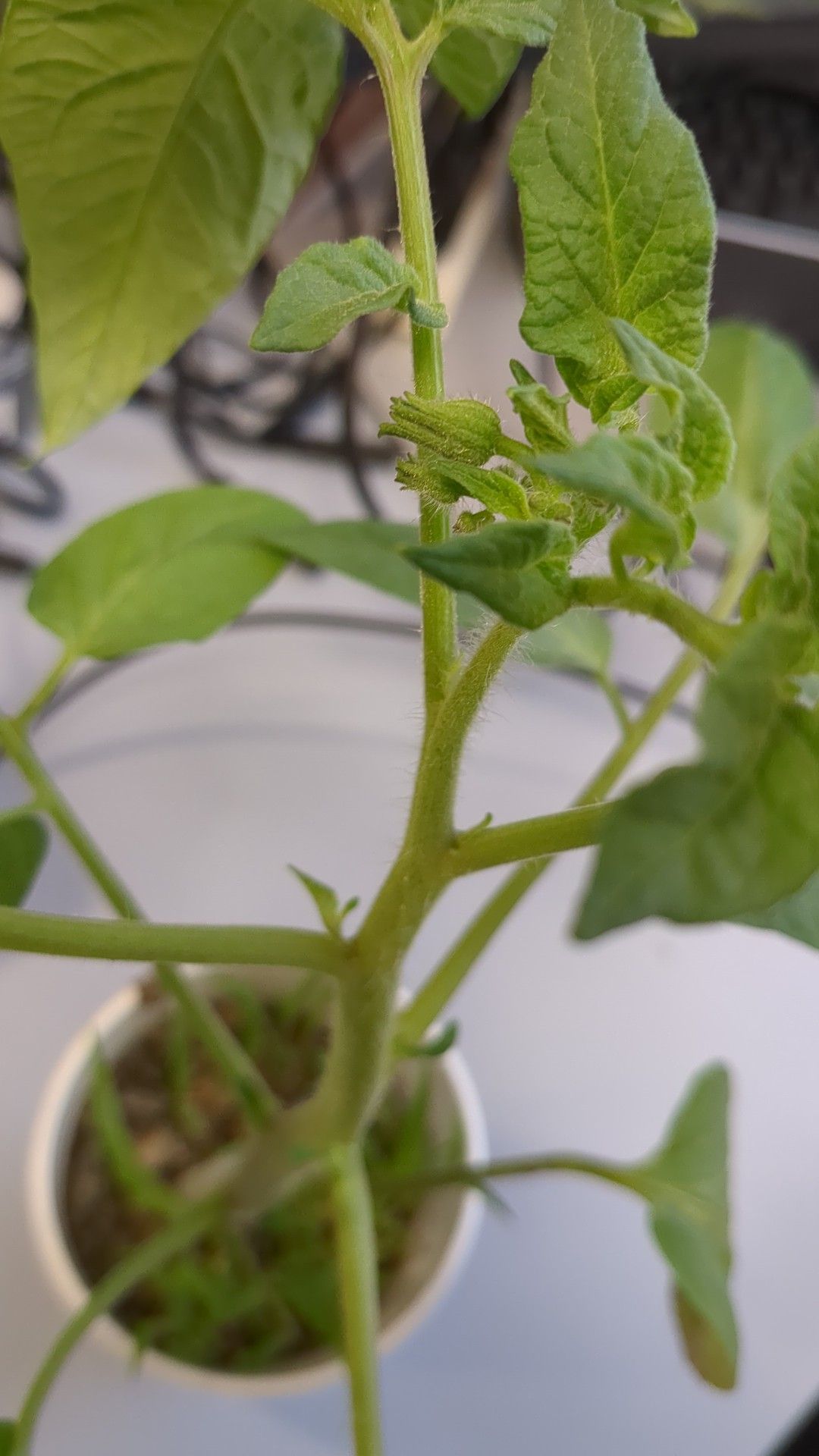 Thank you again, Carrie Cornelius! I just saw that they're already about to put on flowers!