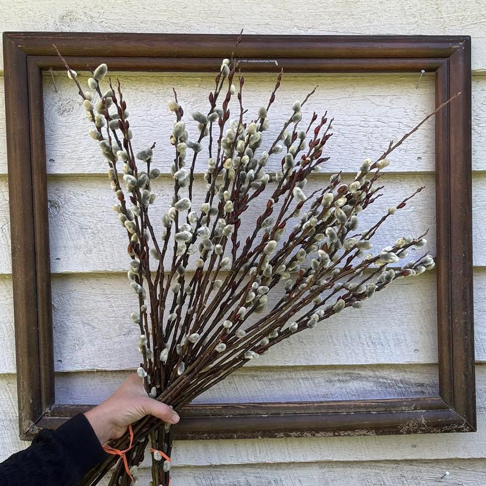 Need a reason to buy some Pussywillow this week? They make the perfect Easter decoration!! Throw them in a tall vase and add some cute little Easter egg ornaments. Perfection 🐣
Plus they literally almost last forever. We have bundles, wreaths and the plants.
Open daily thru April 4 10am-7pm
345 Kimzey Rd Mills River, NC