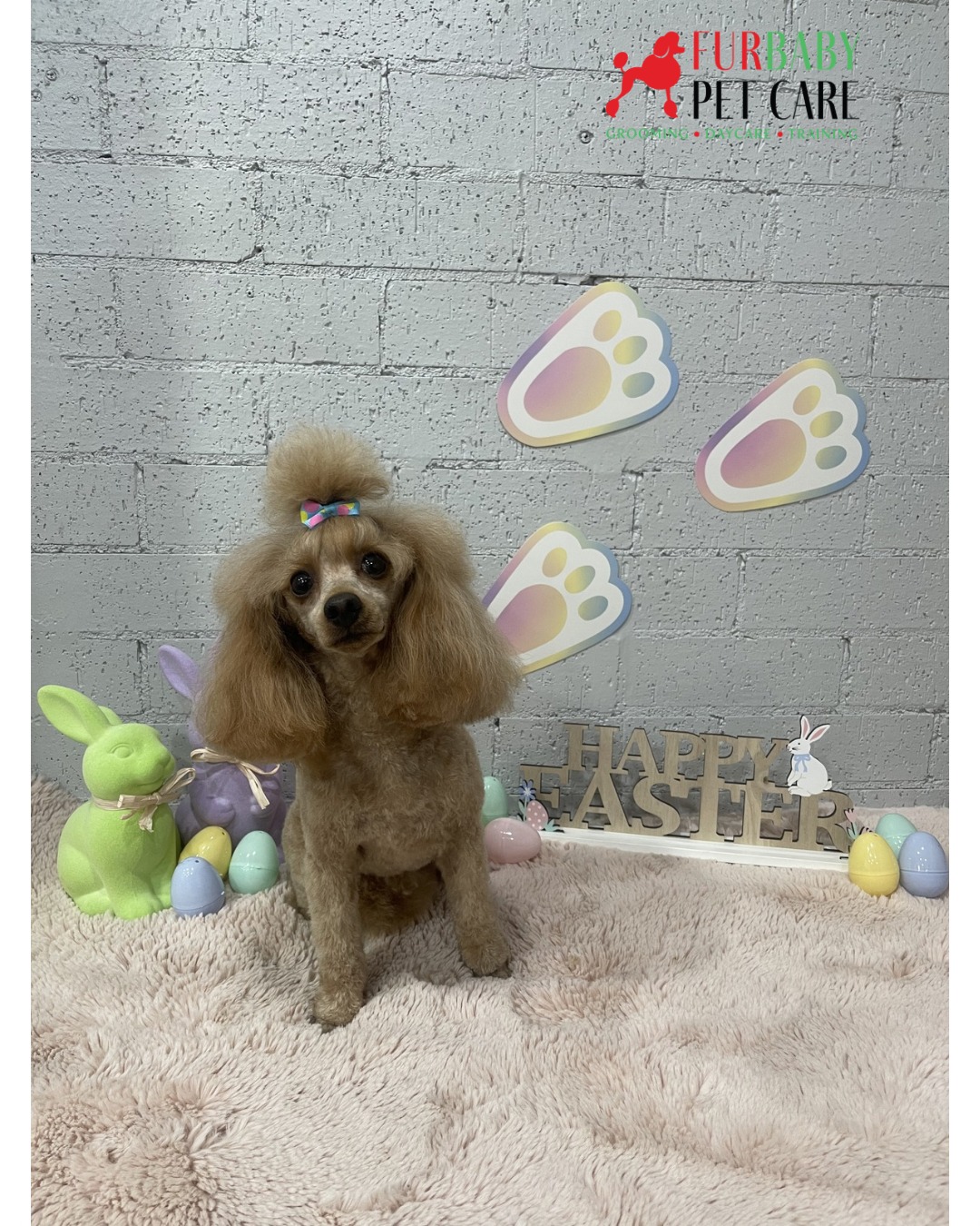 🌷🐩 Coco’s on a mission: longer topknot = more bows, more style, more adorable-ness 💕
How long can she grow the fro? 🙊