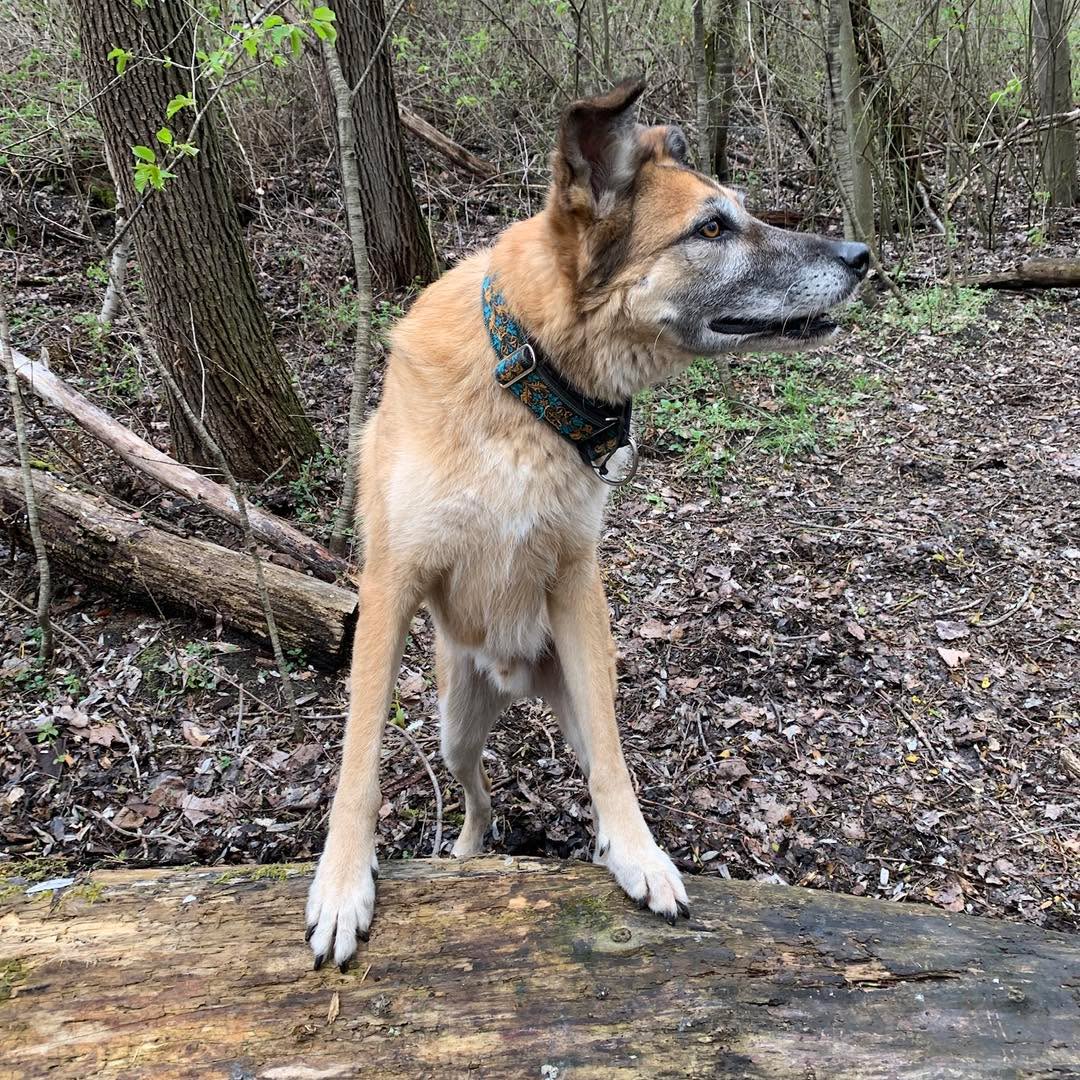 Gestern auf unserer Tour hatten wir ja jede mögliche Wetterkapriole - Wind, Regen, Schnee, Sonne…
#care4animals #ajhundetraining #gemeinsamunterwegs #barhufpflege #barhufbearbeitung #pferdehufe