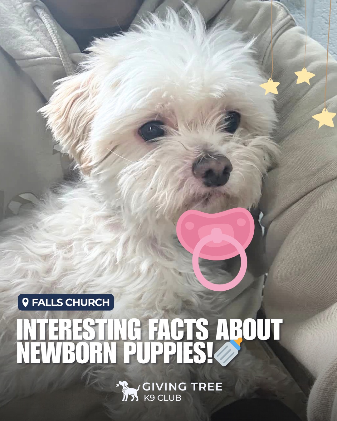 Interesting Facts About Newborn Pups!
Have you ever raised a dog from puppyhood? 🐶🍼
Small, soft, warm and so adorable🥹
👉 Swipe to discover the facts! 🐾
#GivingTree #Virginia �#givingtreeK9club #fallschurch
#FunFacts #about #newborn #puppy
#adorable #puppyhood #dogcare