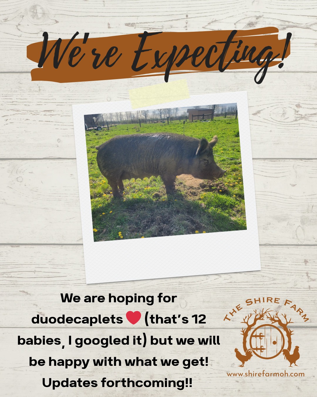 We’re expecting! 🐷💛
And yes… I had to Google what 12 piglets is called 😅
👉 duodecaplets (apparently)
Now we wait… just a couple more weeks!
Drop your guesses 👇
How many piglets do you think we’ll get??
#TheShireFarm #FarmLife #PigLife #KnowWhereYourFoodComesFrom #KnowYourFarmer